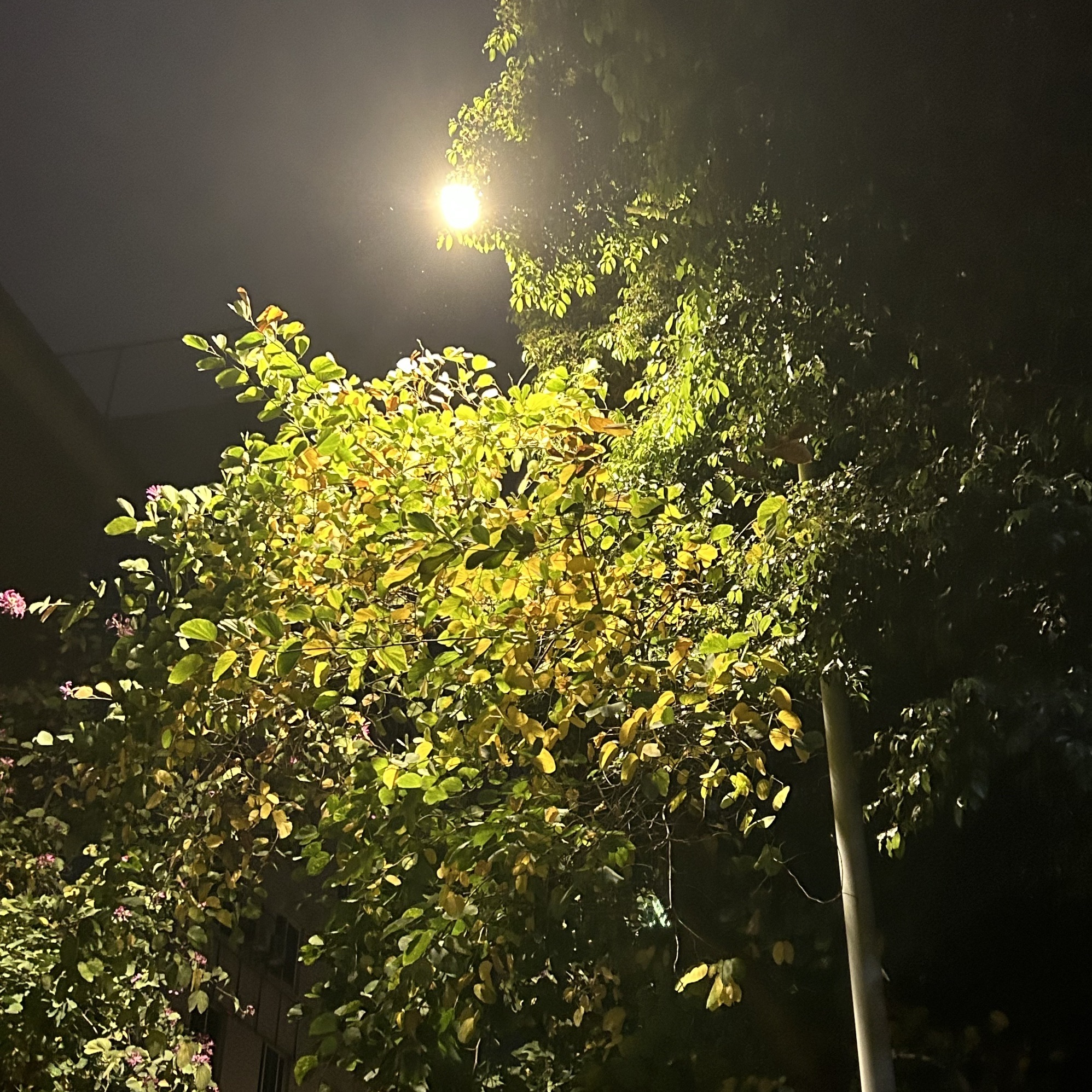 成都市枣子巷景区旅行图片 1