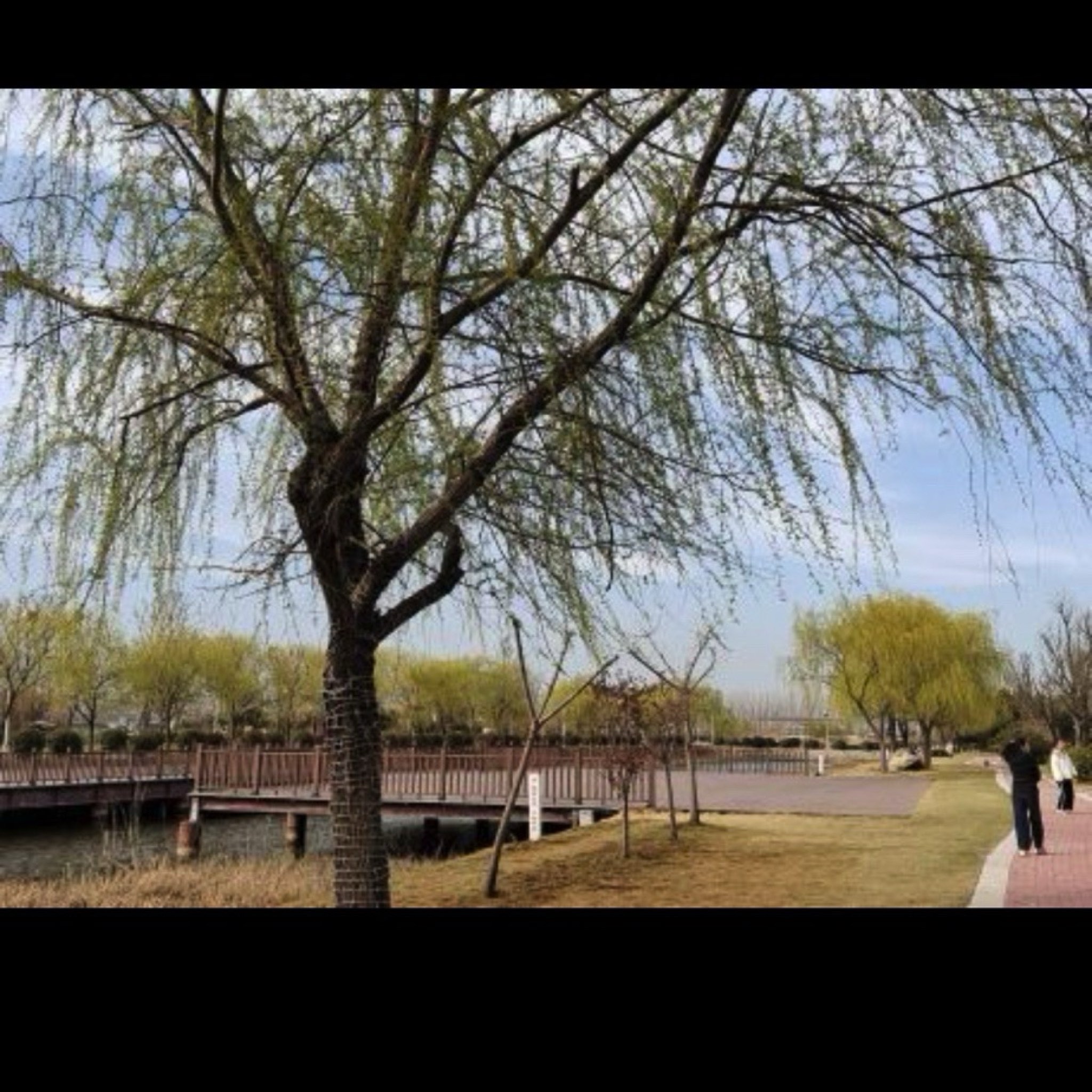 龙亢农场景区旅行图片 3