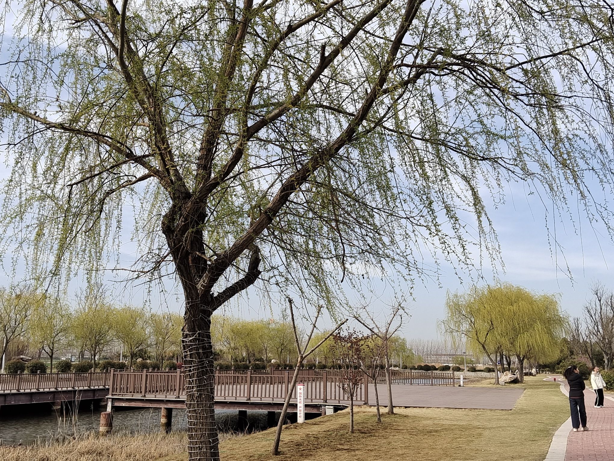 龙亢农场景区旅行图片 3