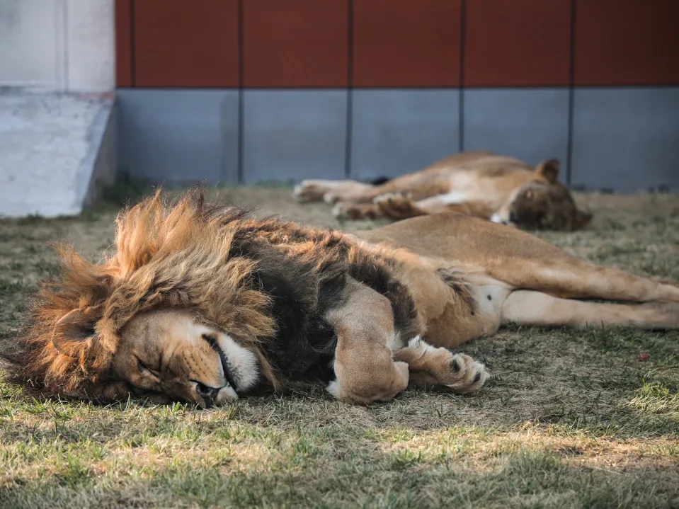 滕州市野生动物园