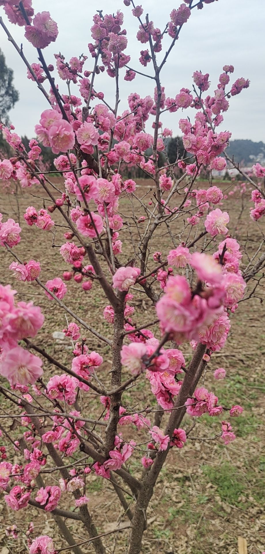 中国梅花谷旅行图片 1