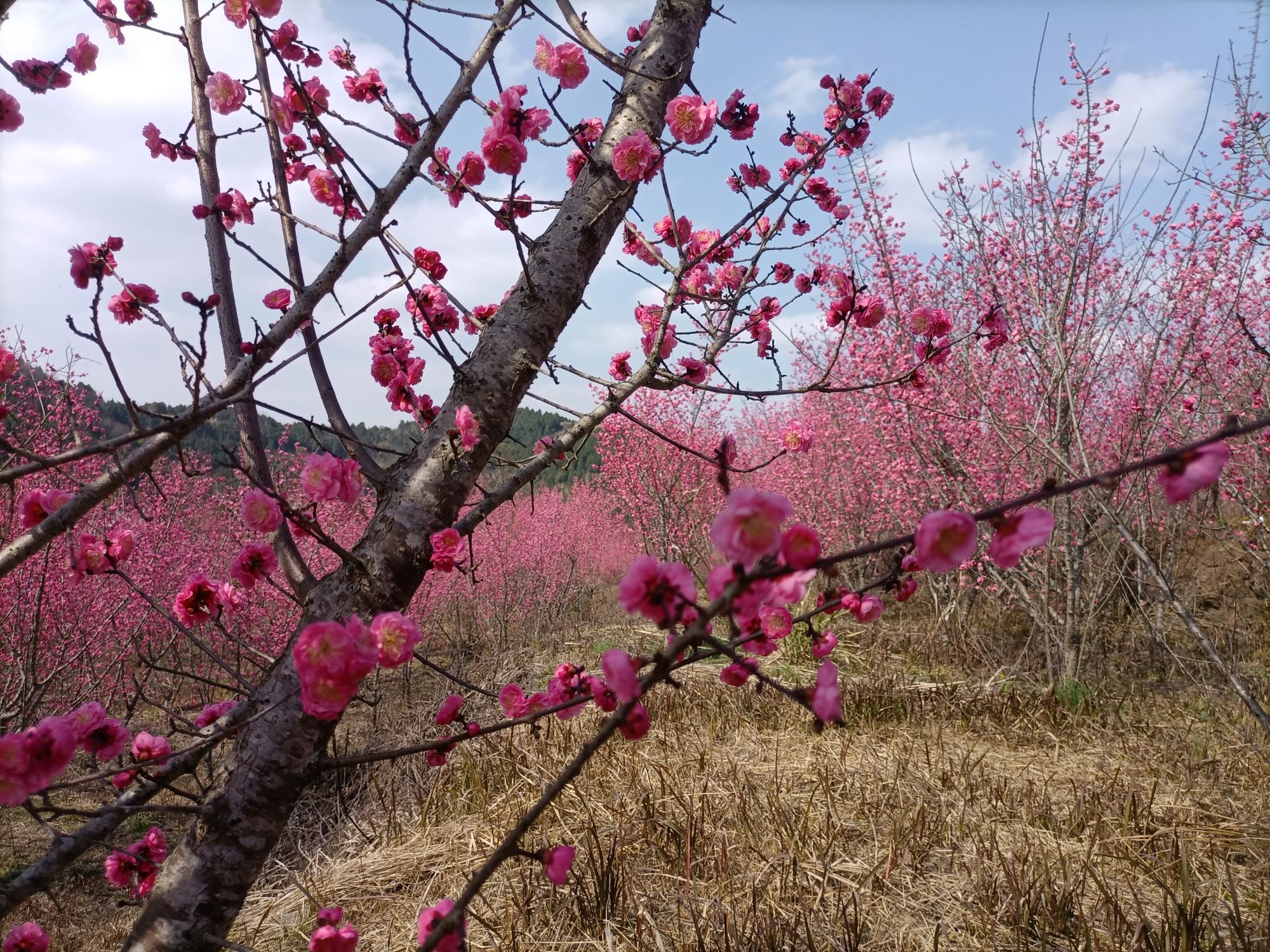 中国梅花谷旅行图片 2