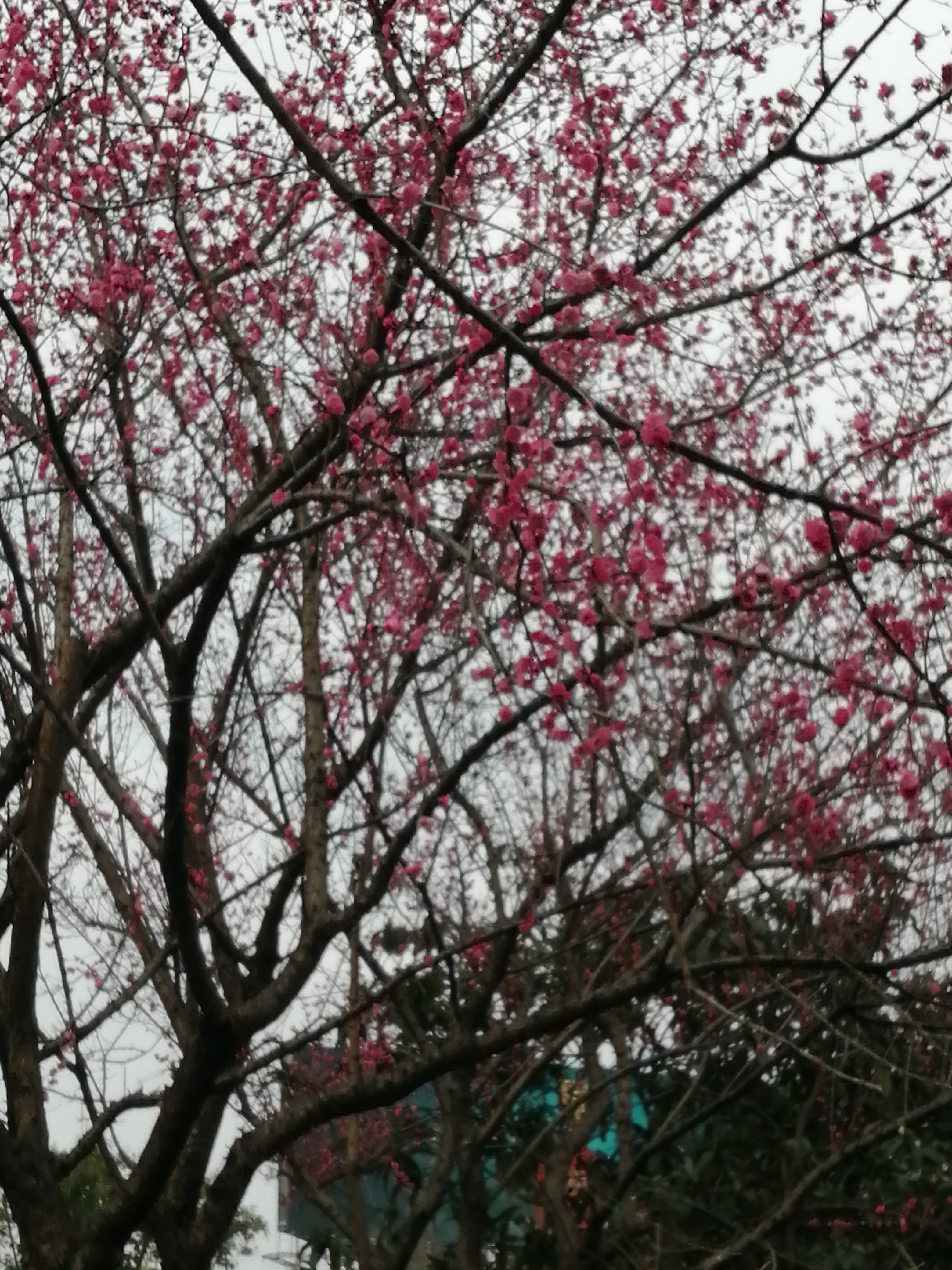 中国梅花谷旅行图片 3
