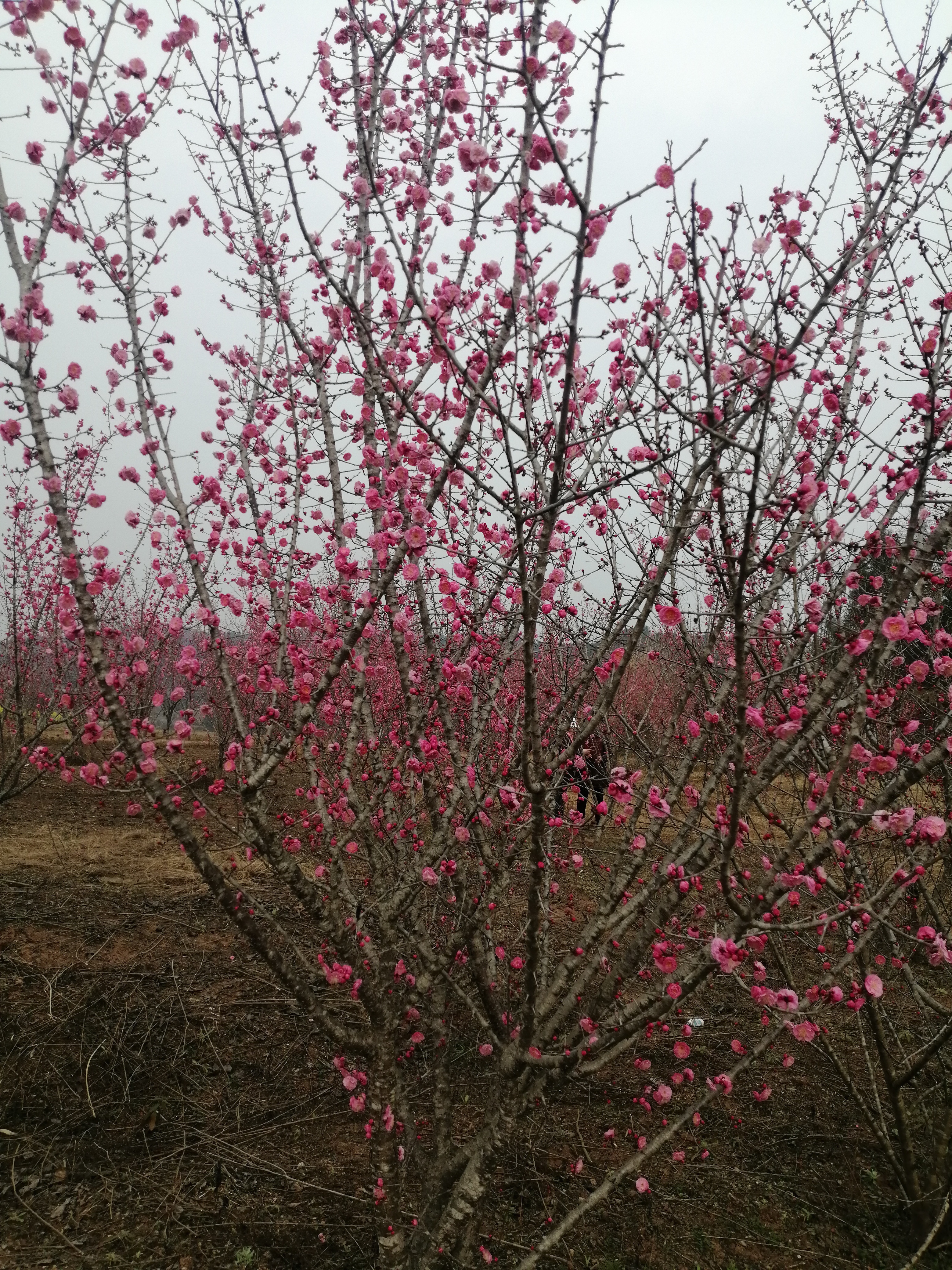 中国梅花谷旅行图片 2