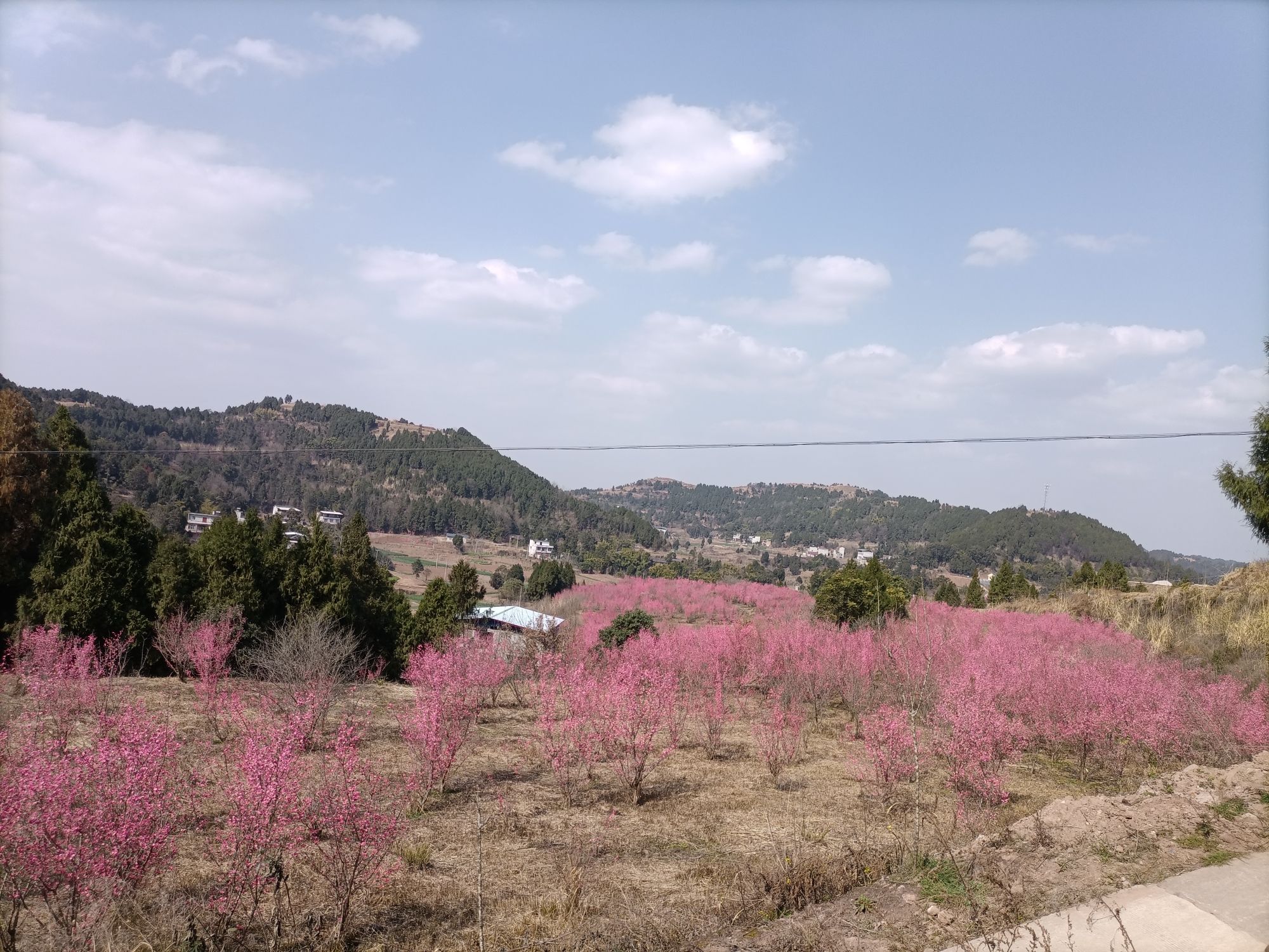 中国梅花谷旅行图片 1