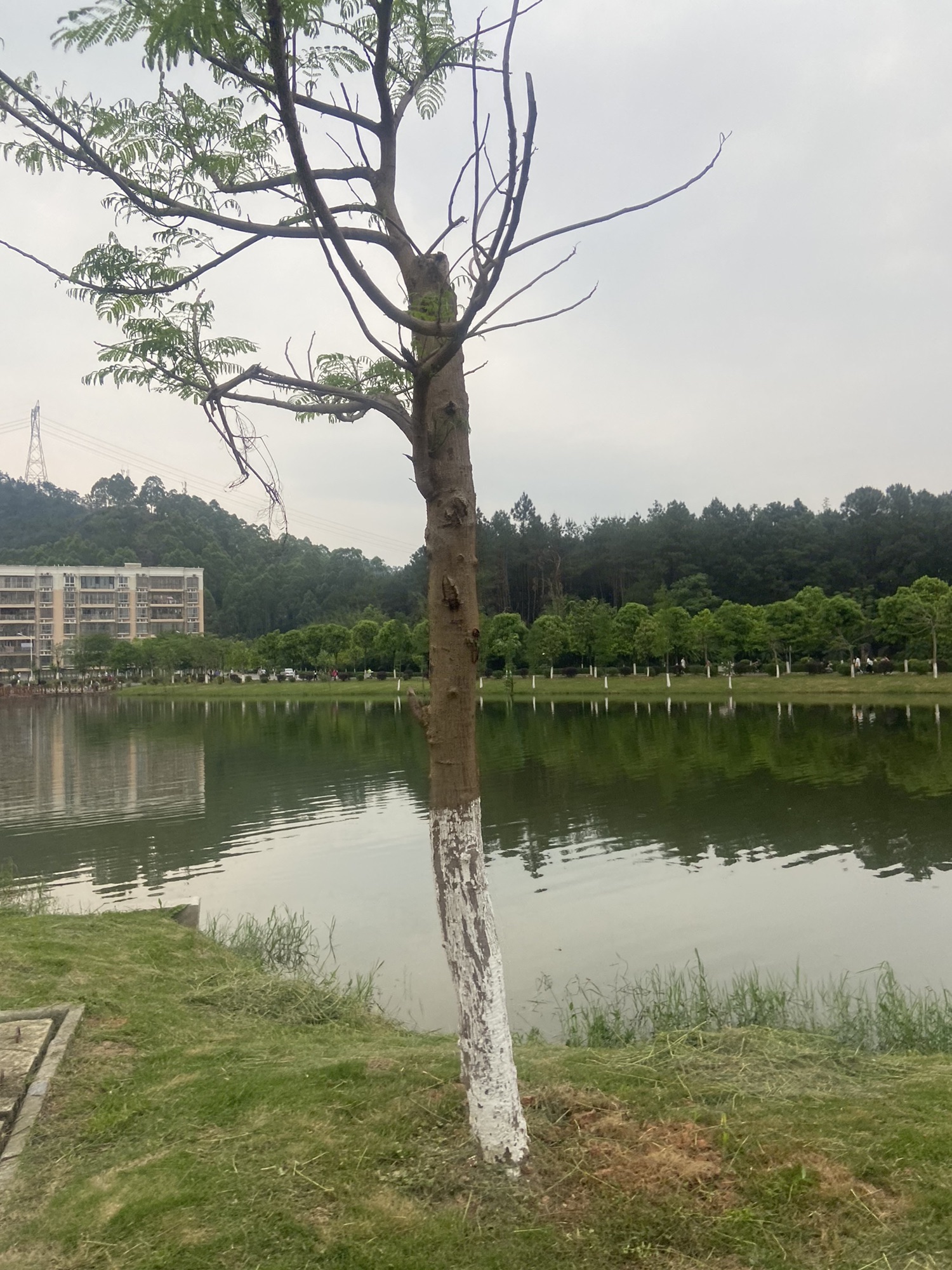 玉林师范学院(东校区)-观景湖旅行图片 1