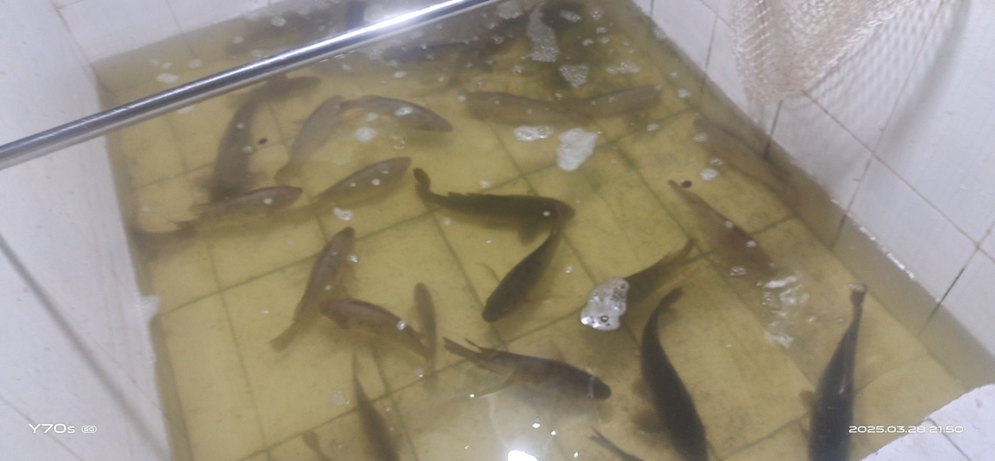 东莞寮步田心钓鱼场