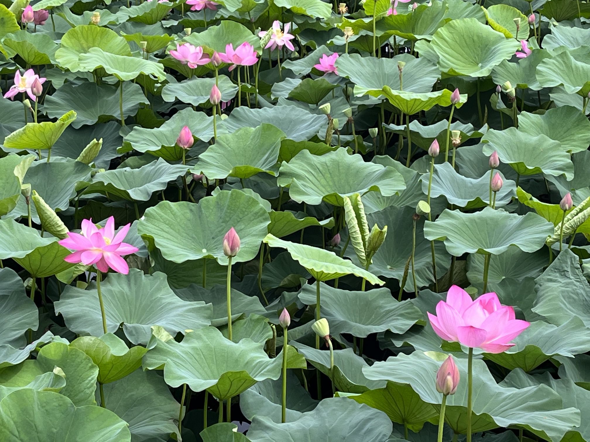 崇湖国家湿地公园旅行图片 2
