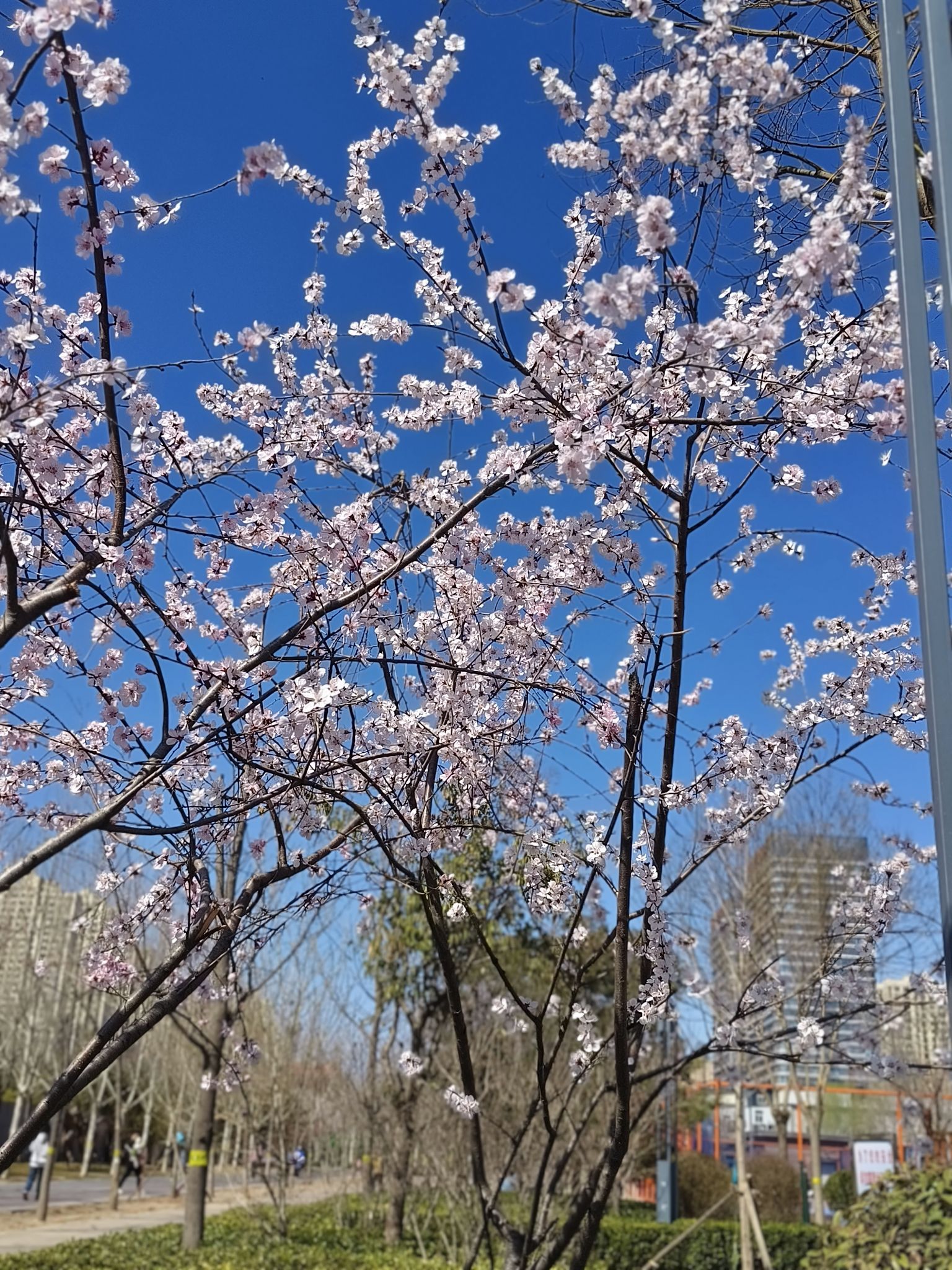 石家庄市体育公园(二期)