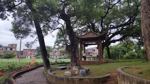 公安镇江台村樟树林公园旅行图片 1