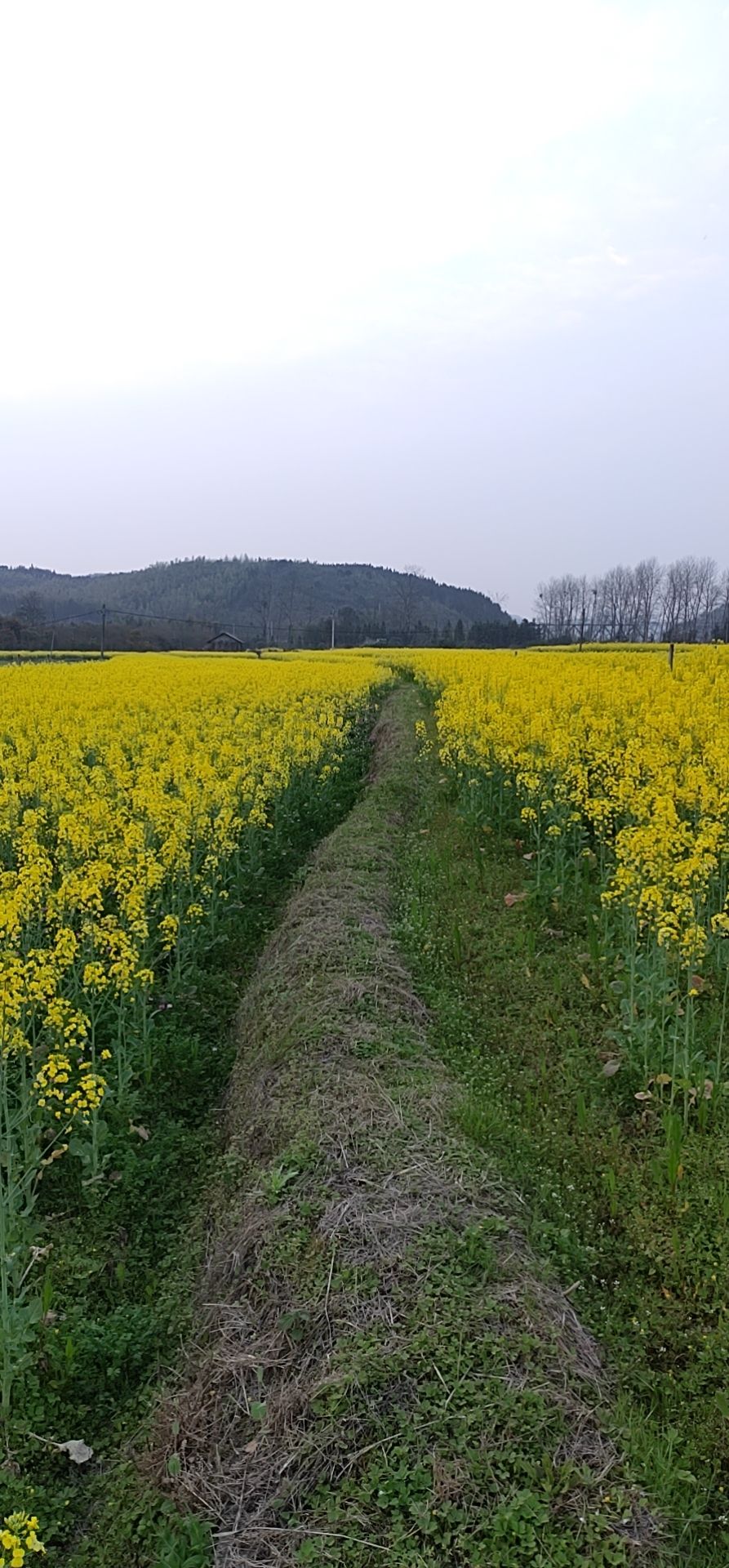 贯堡渡老街旅行图片 1