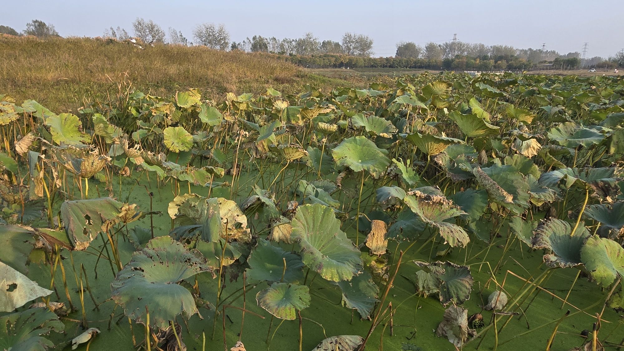 南阳市溧河湿地公园