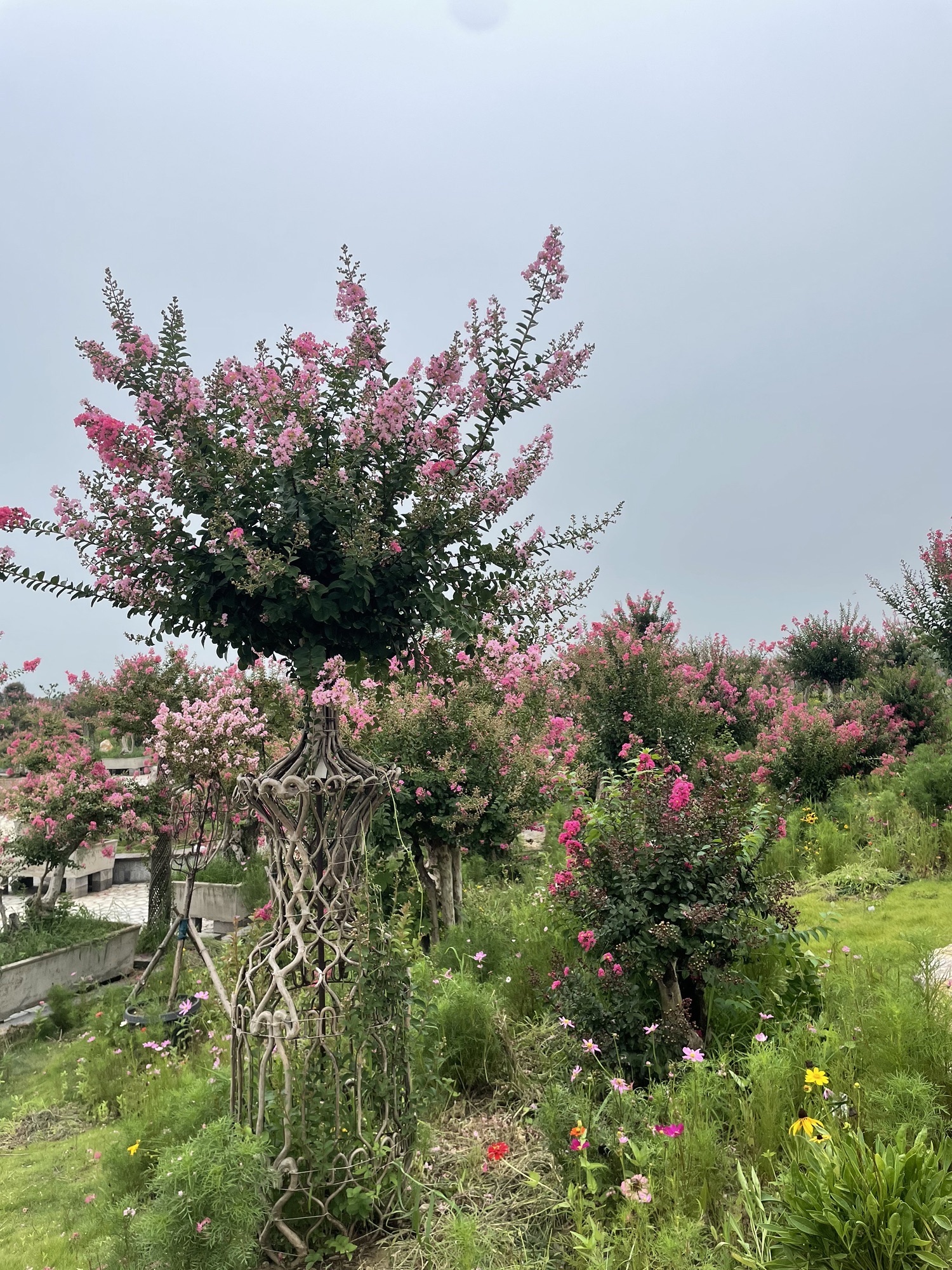 中华珍奇紫薇文化园旅行图片 2