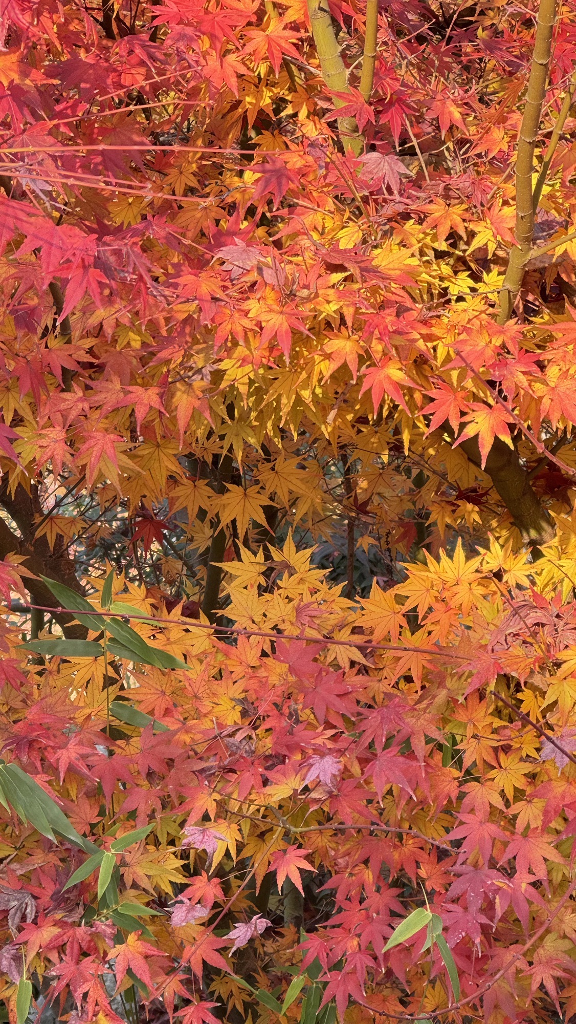 新龙生态林旅行图片 2