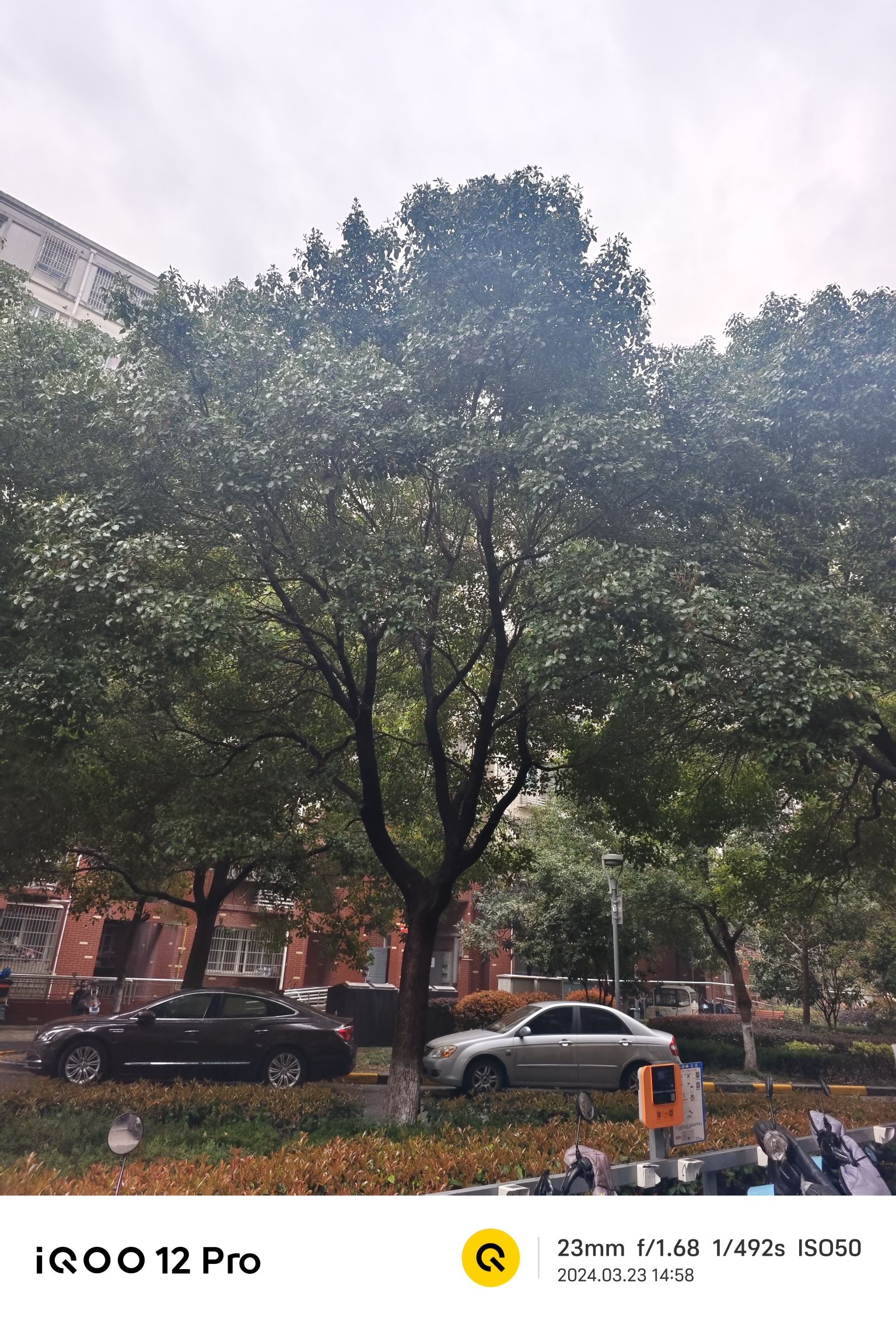 新龙生态林旅行图片 3