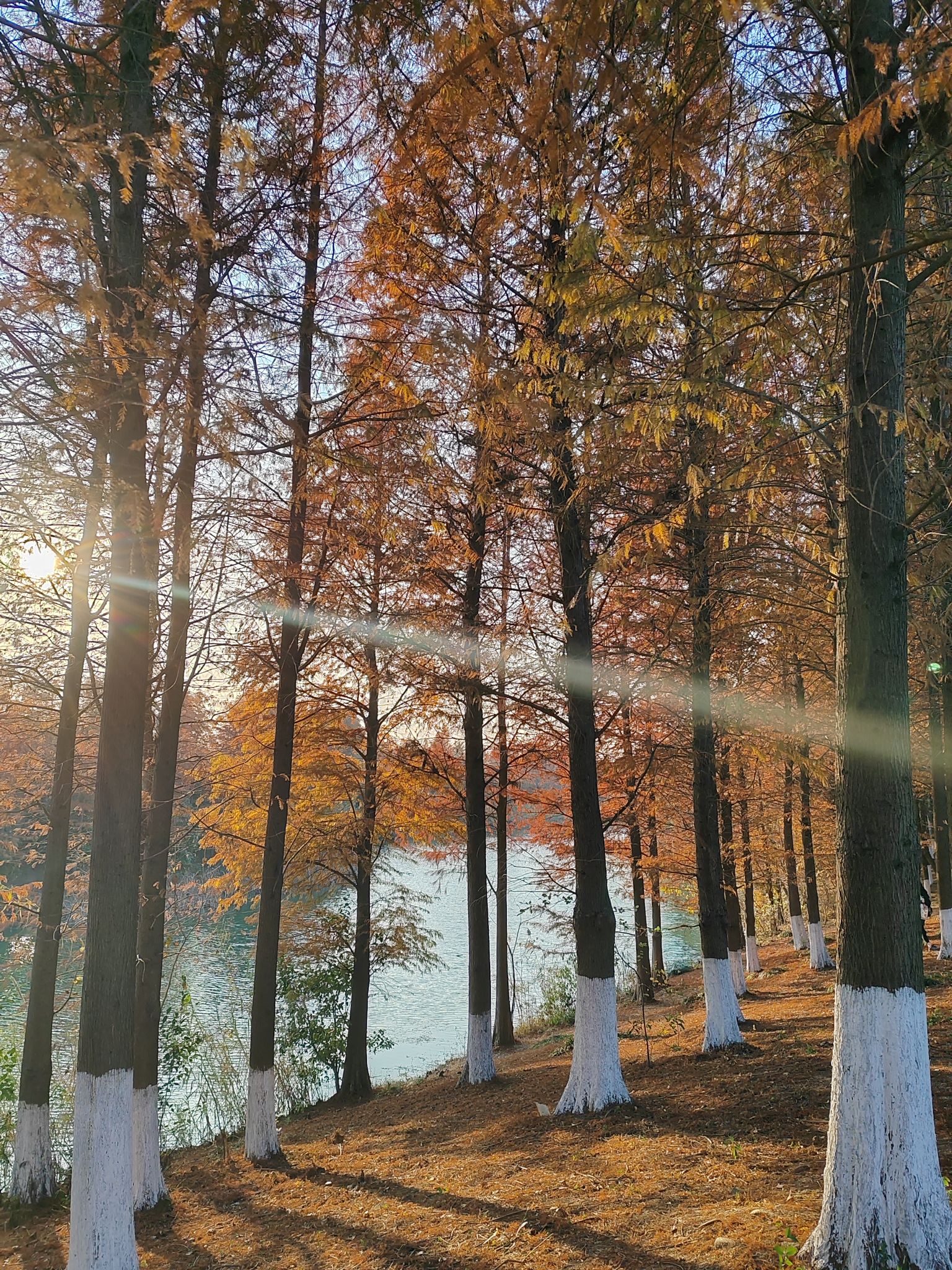 新龙生态林旅行图片 2