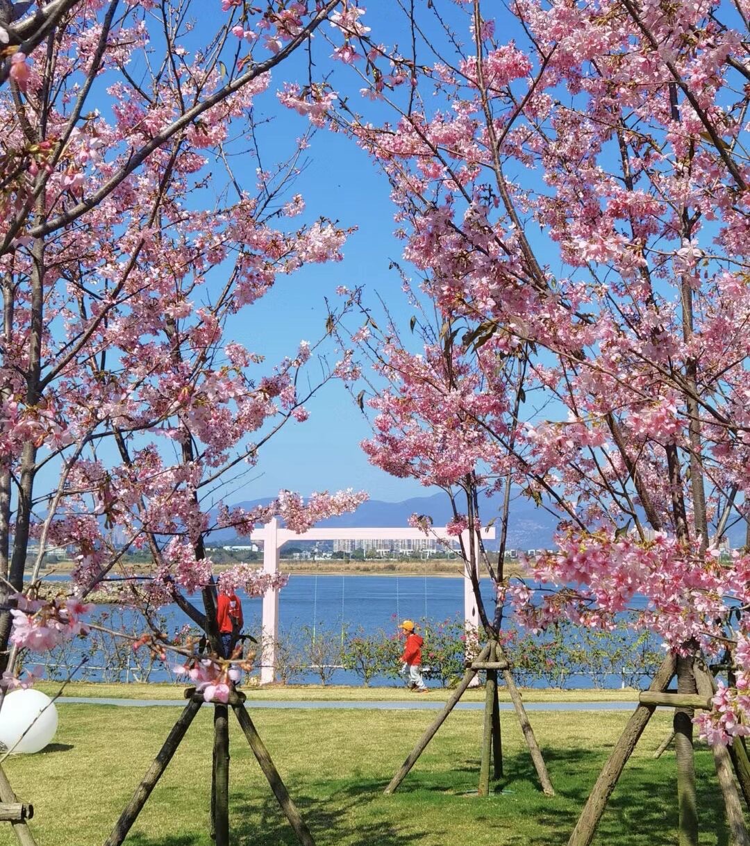 鲤鱼洲樱花岛旅行图片 2