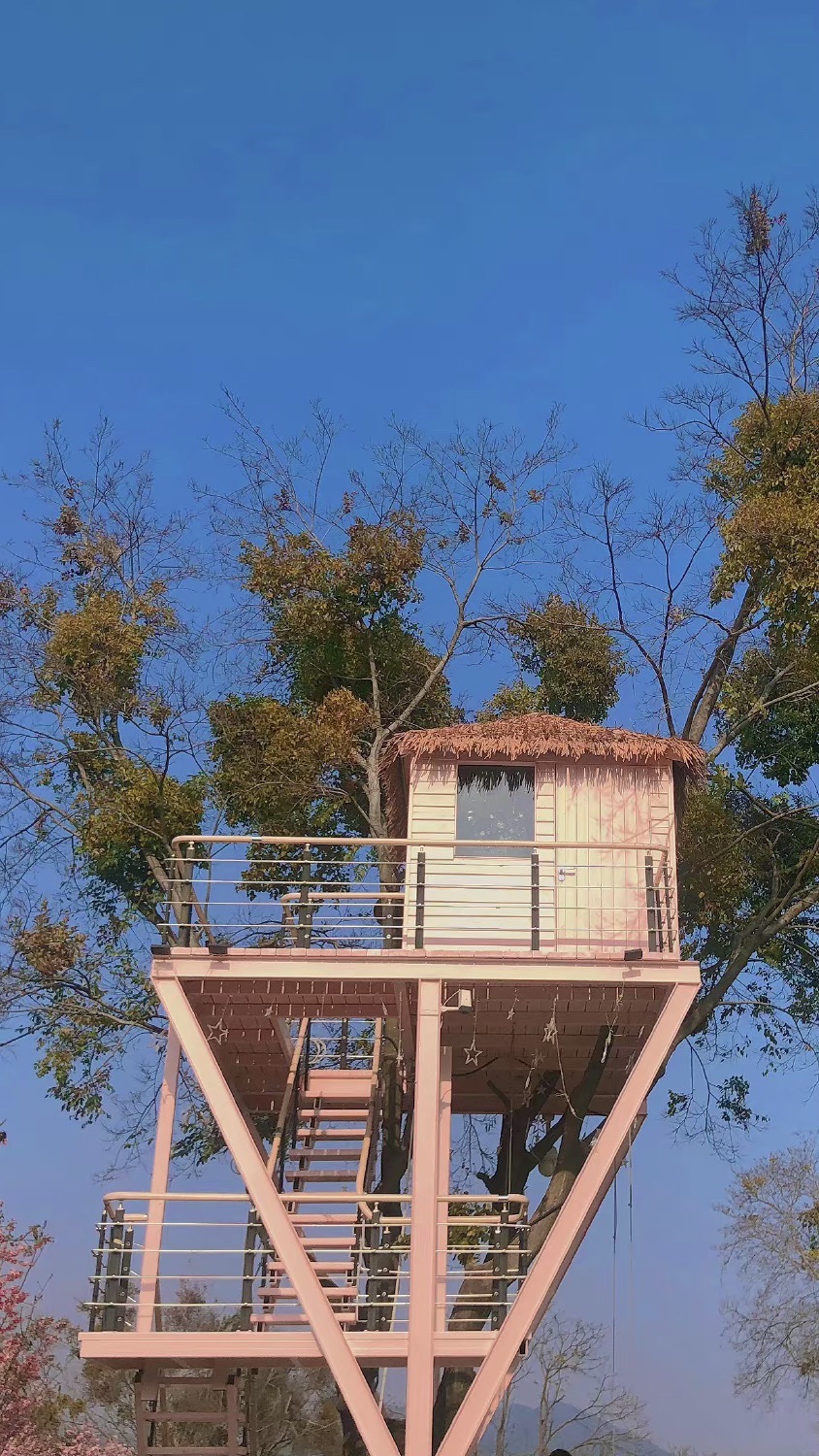 鲤鱼洲樱花岛旅行图片 3