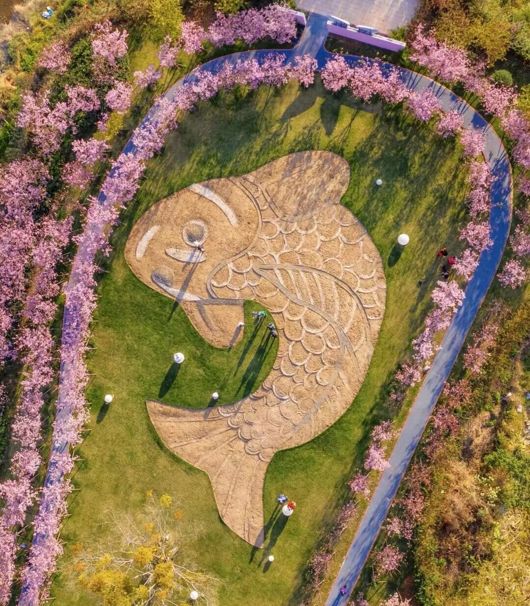鲤鱼洲樱花岛旅行图片 3