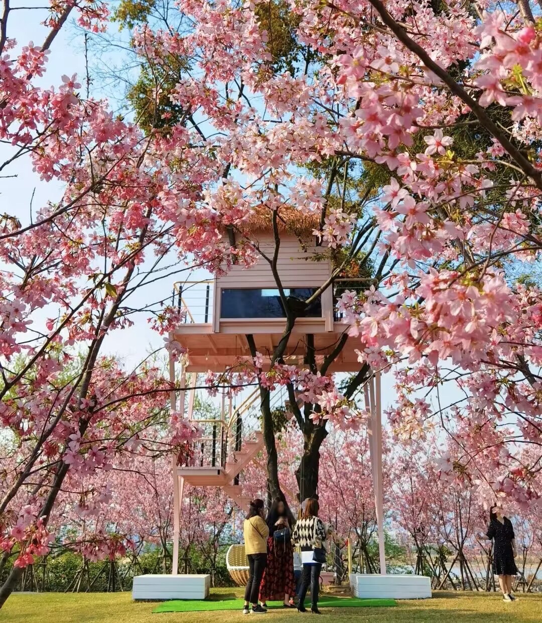 鲤鱼洲樱花岛旅行图片 1