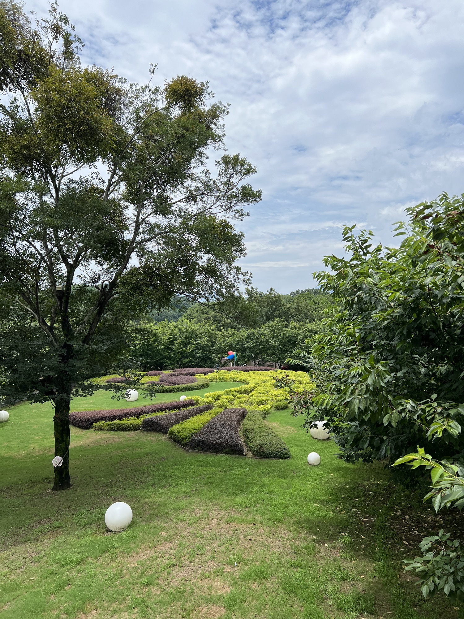 鲤鱼洲樱花岛旅行图片 3
