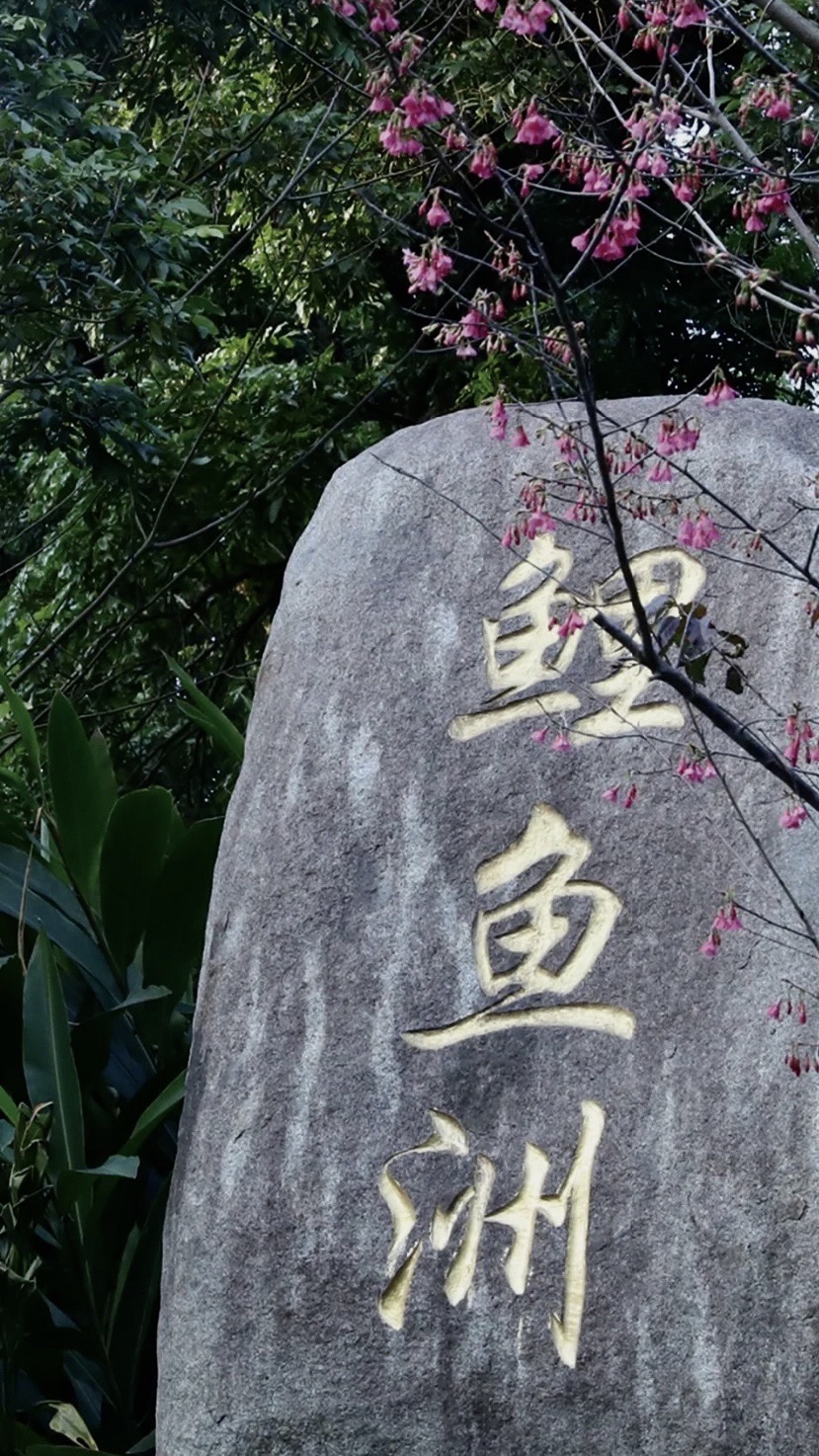鲤鱼洲樱花岛旅行图片 1