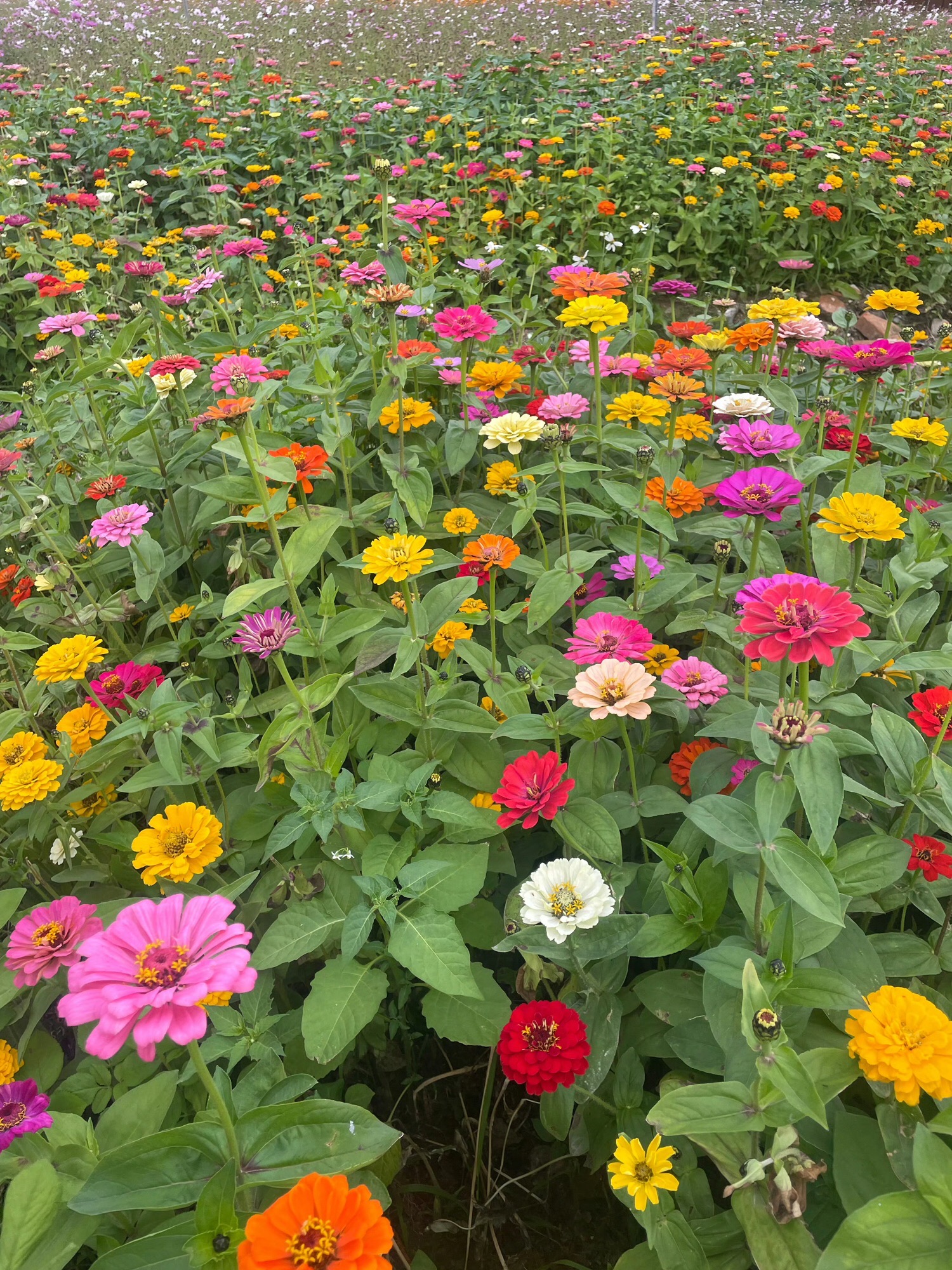 池湖公园旅行图片 2