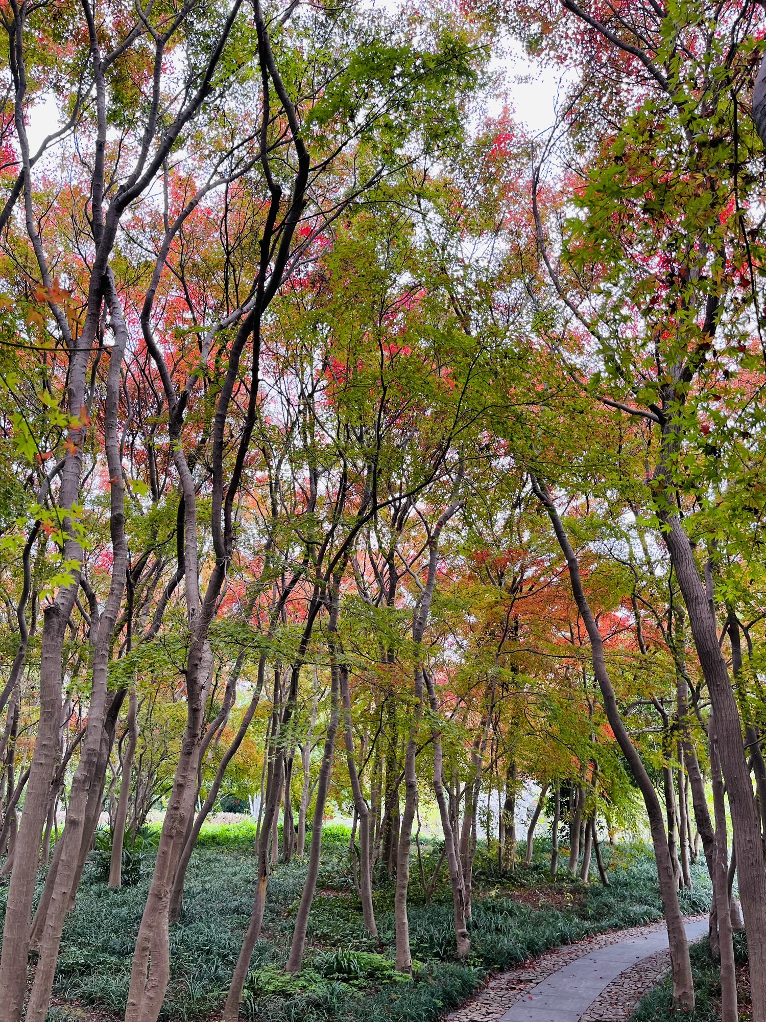 焦山景区-百草园