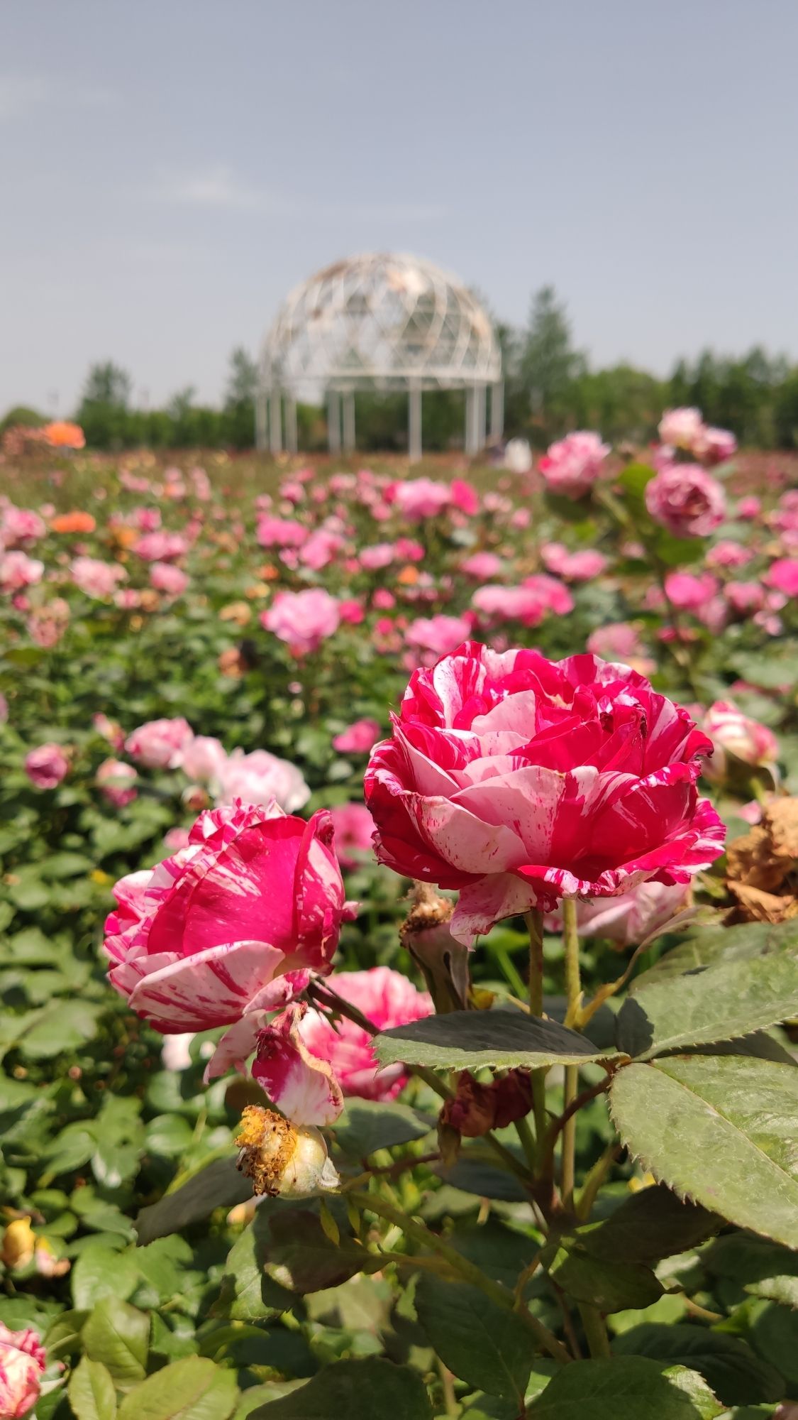 溪霞玫瑰花谷旅行图片 3