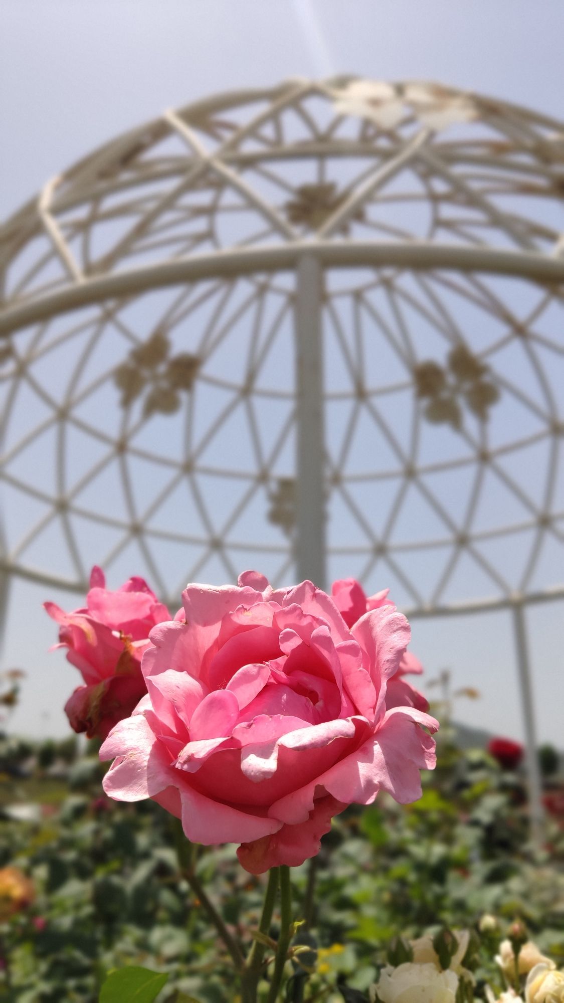 溪霞玫瑰花谷旅行图片 1