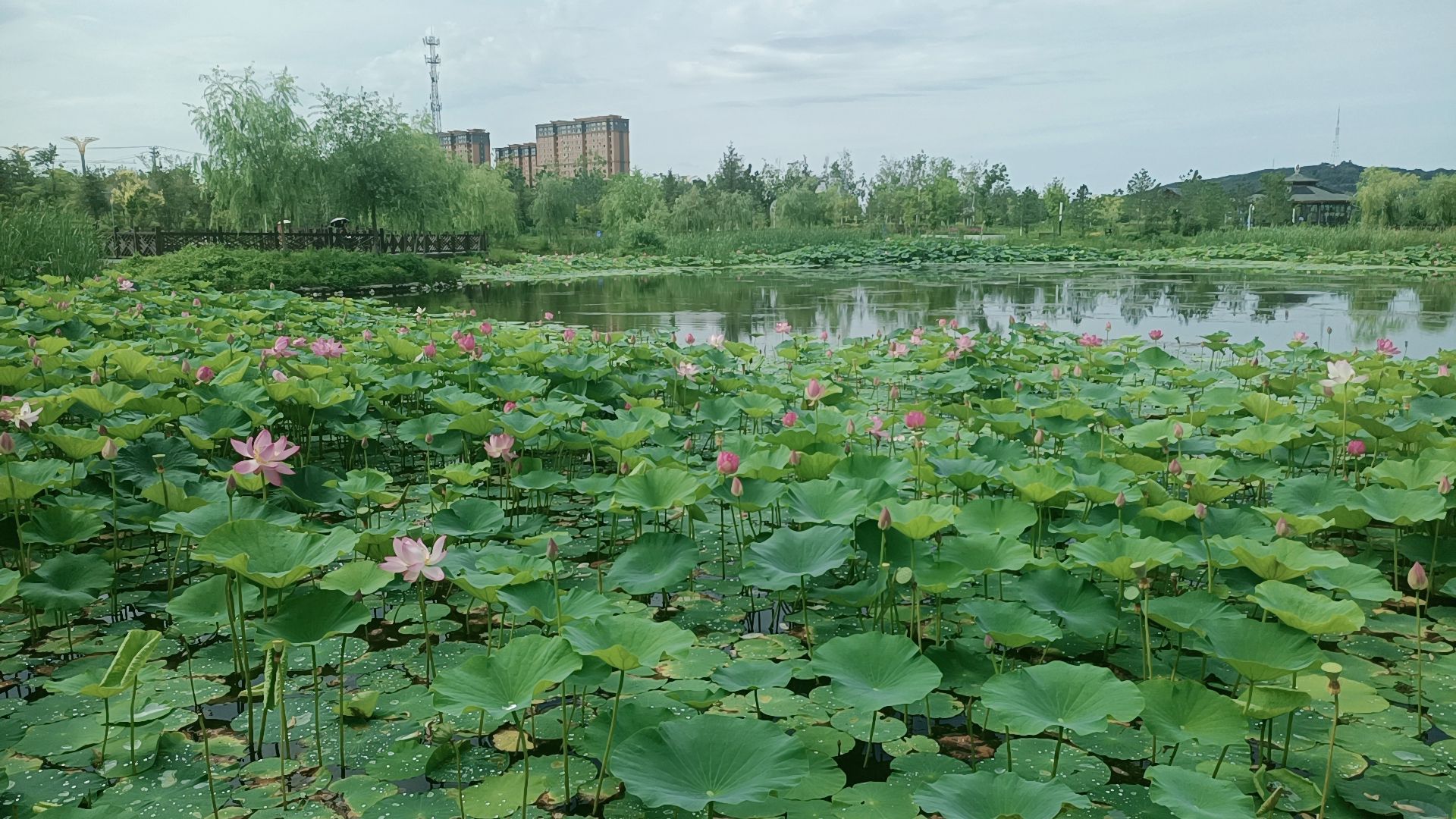 萝北凤栖湖公园旅行图片 1
