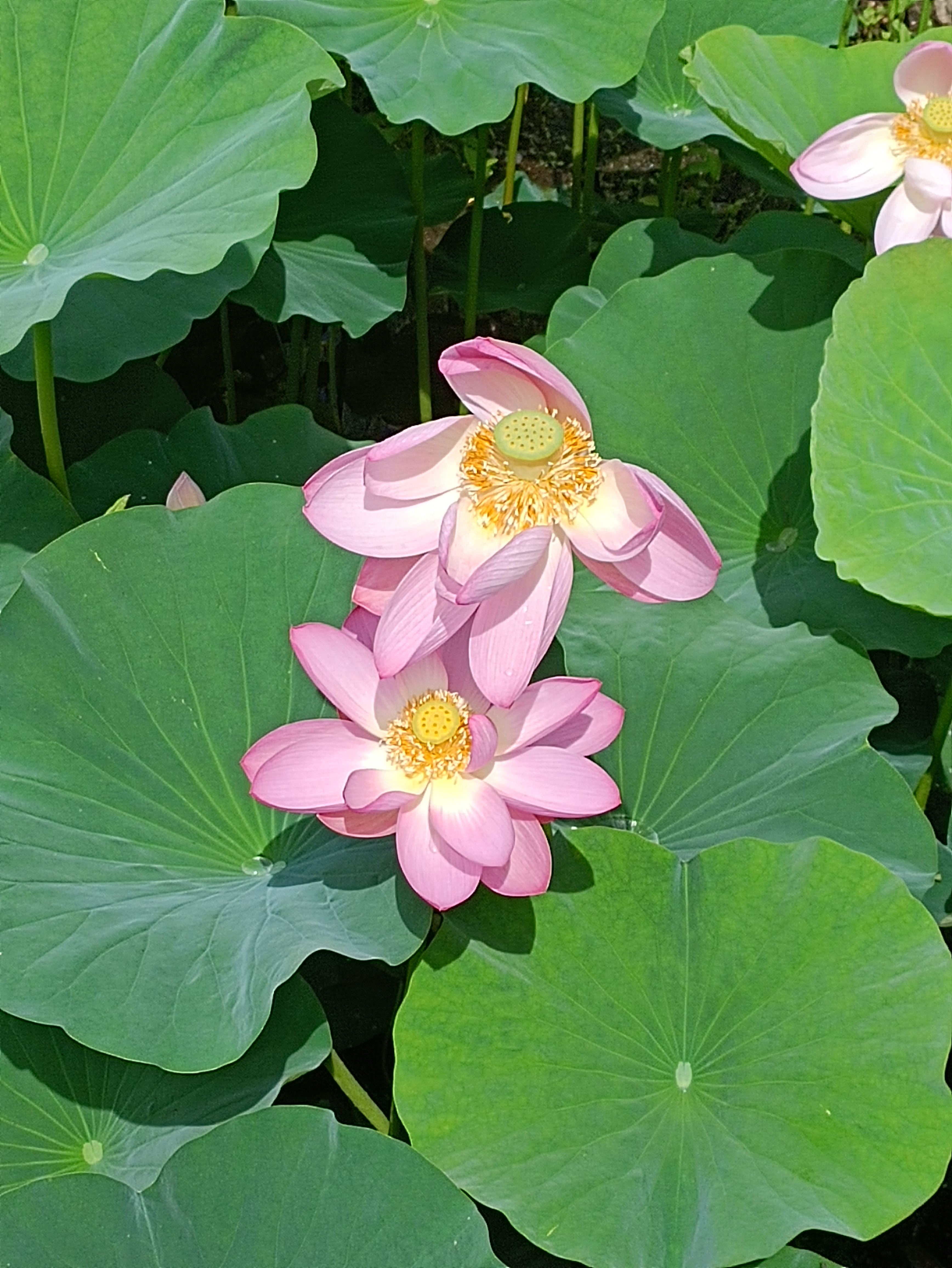 萝北凤栖湖公园旅行图片 3