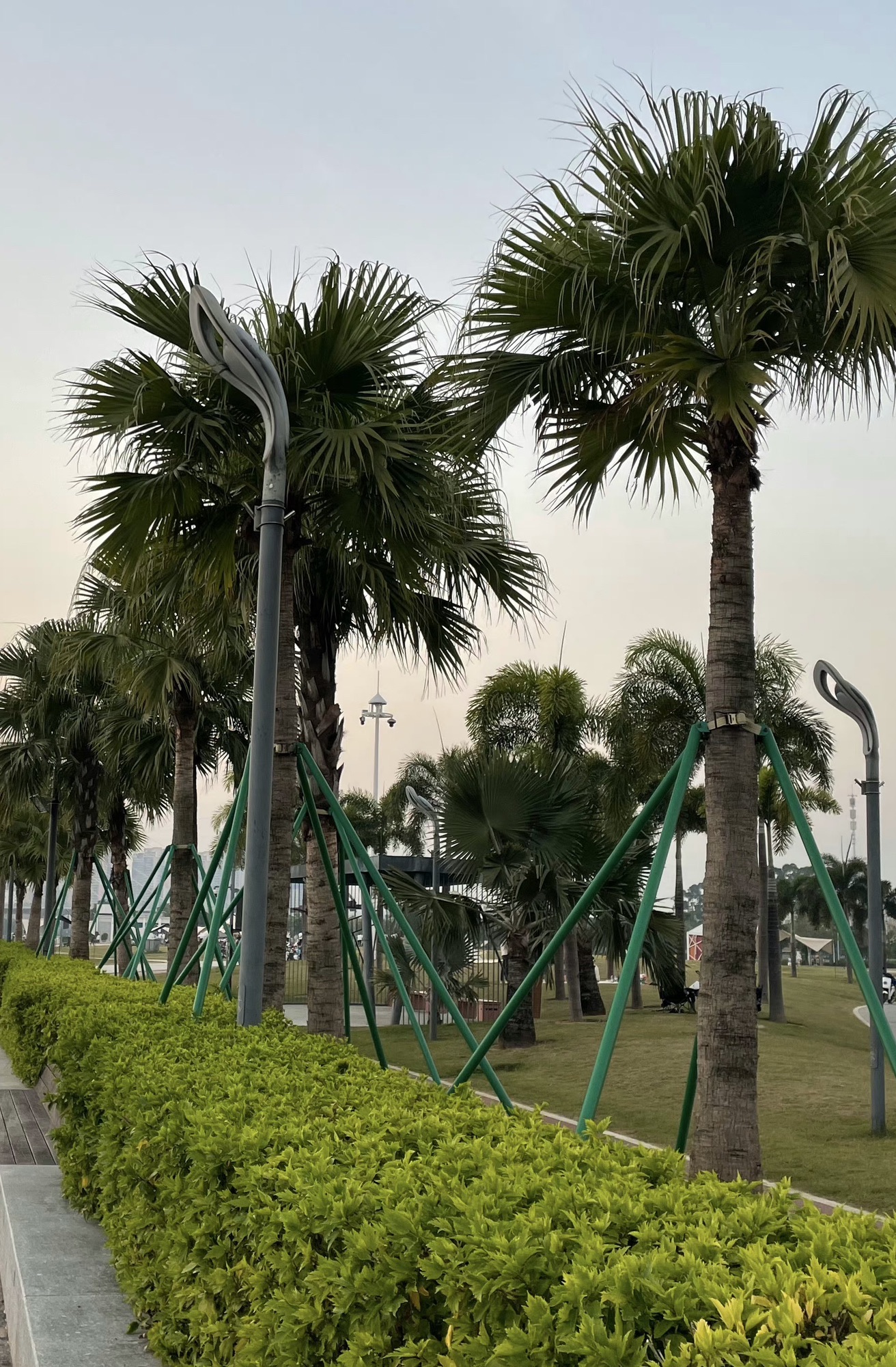 佛山青年公园旅行图片 1