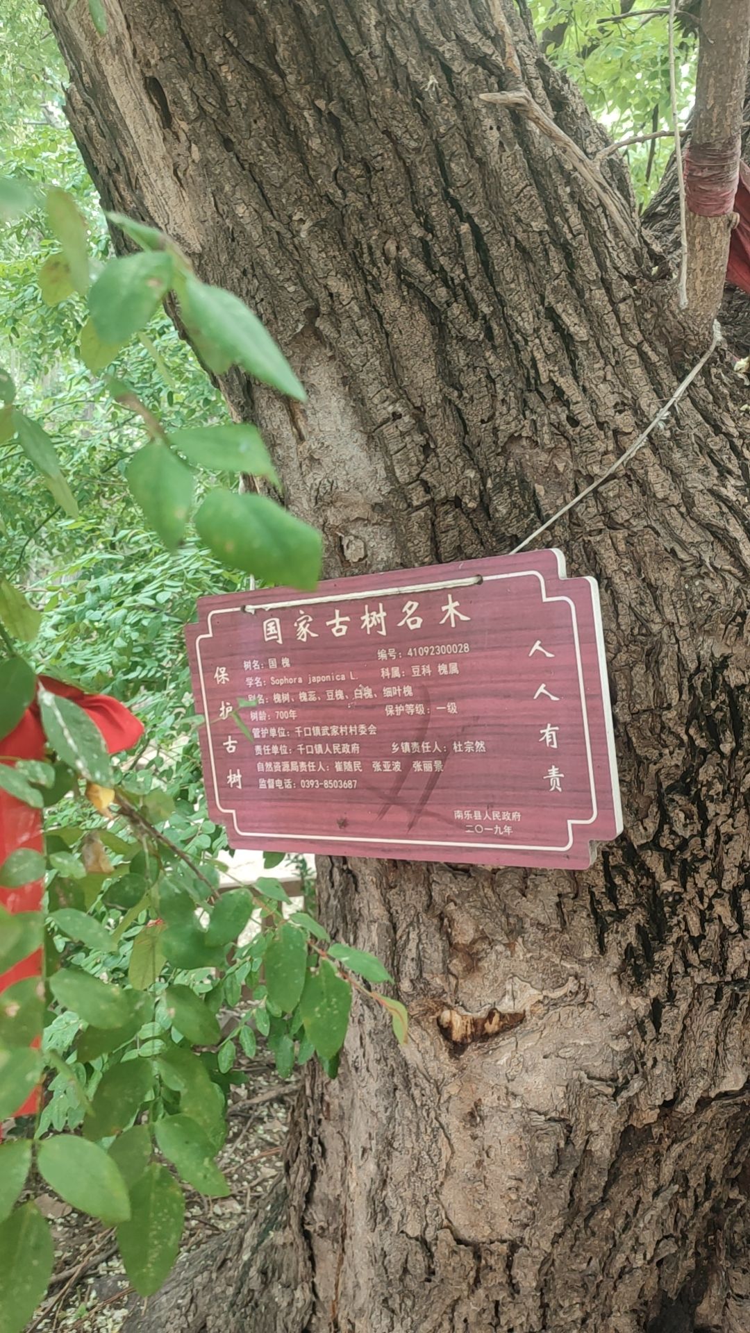 武家村古槐风景区旅行图片 2