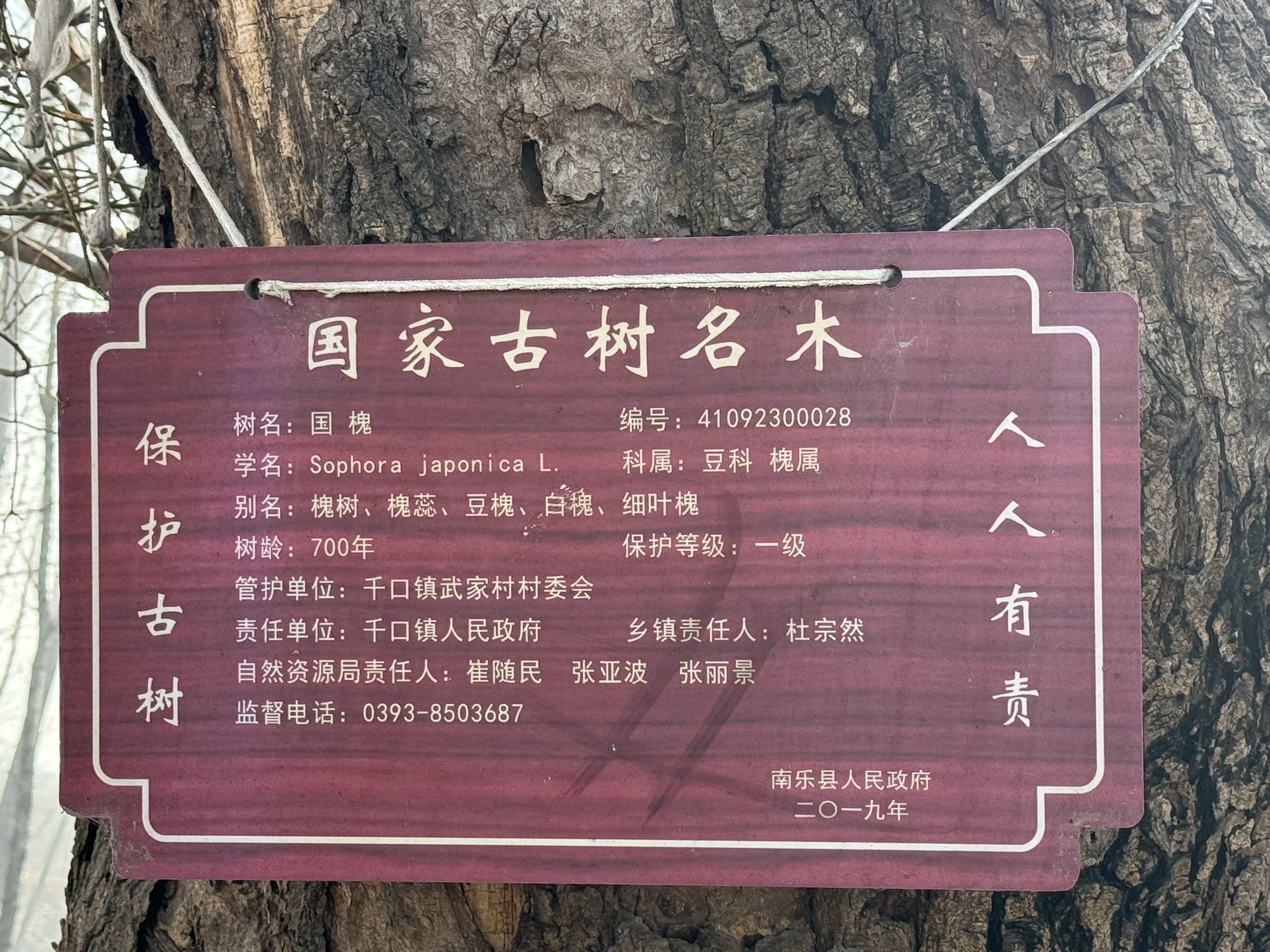 武家村古槐风景区旅行图片 2