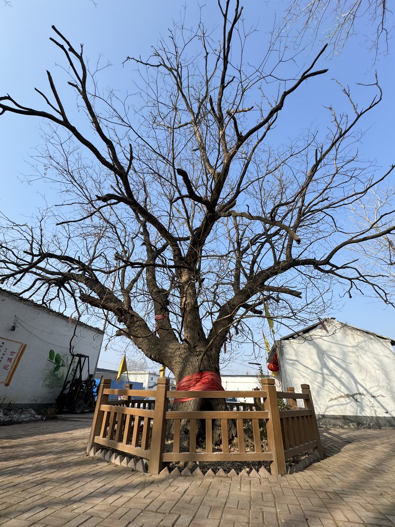 武家村古槐风景区旅行图片 1