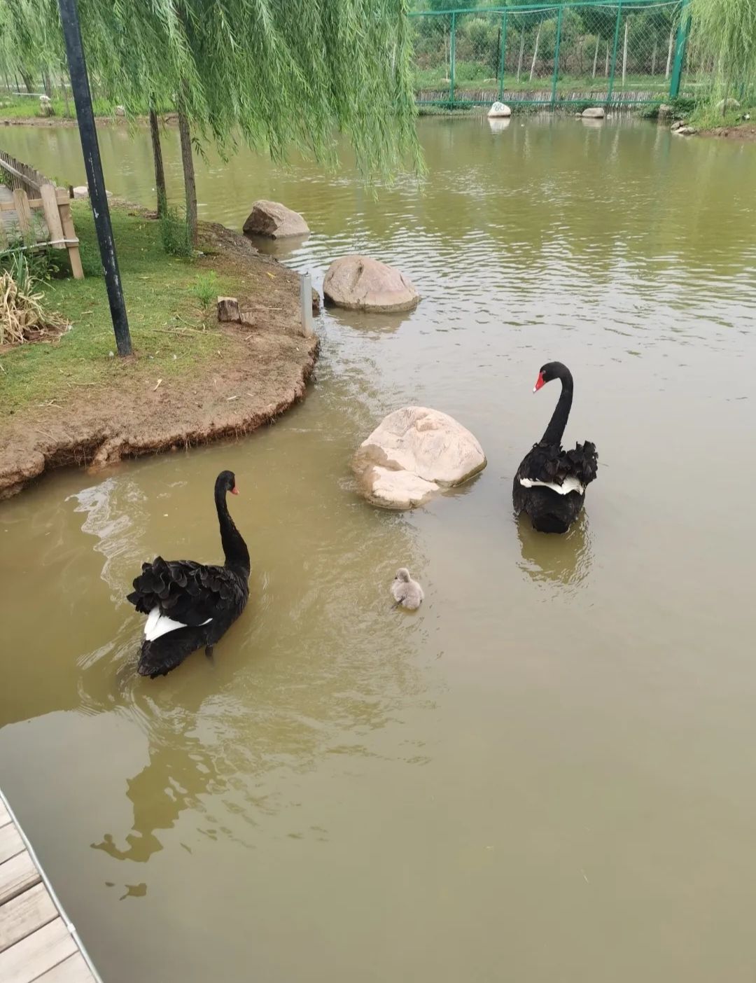 天鹅湖伊河游园旅行图片 2