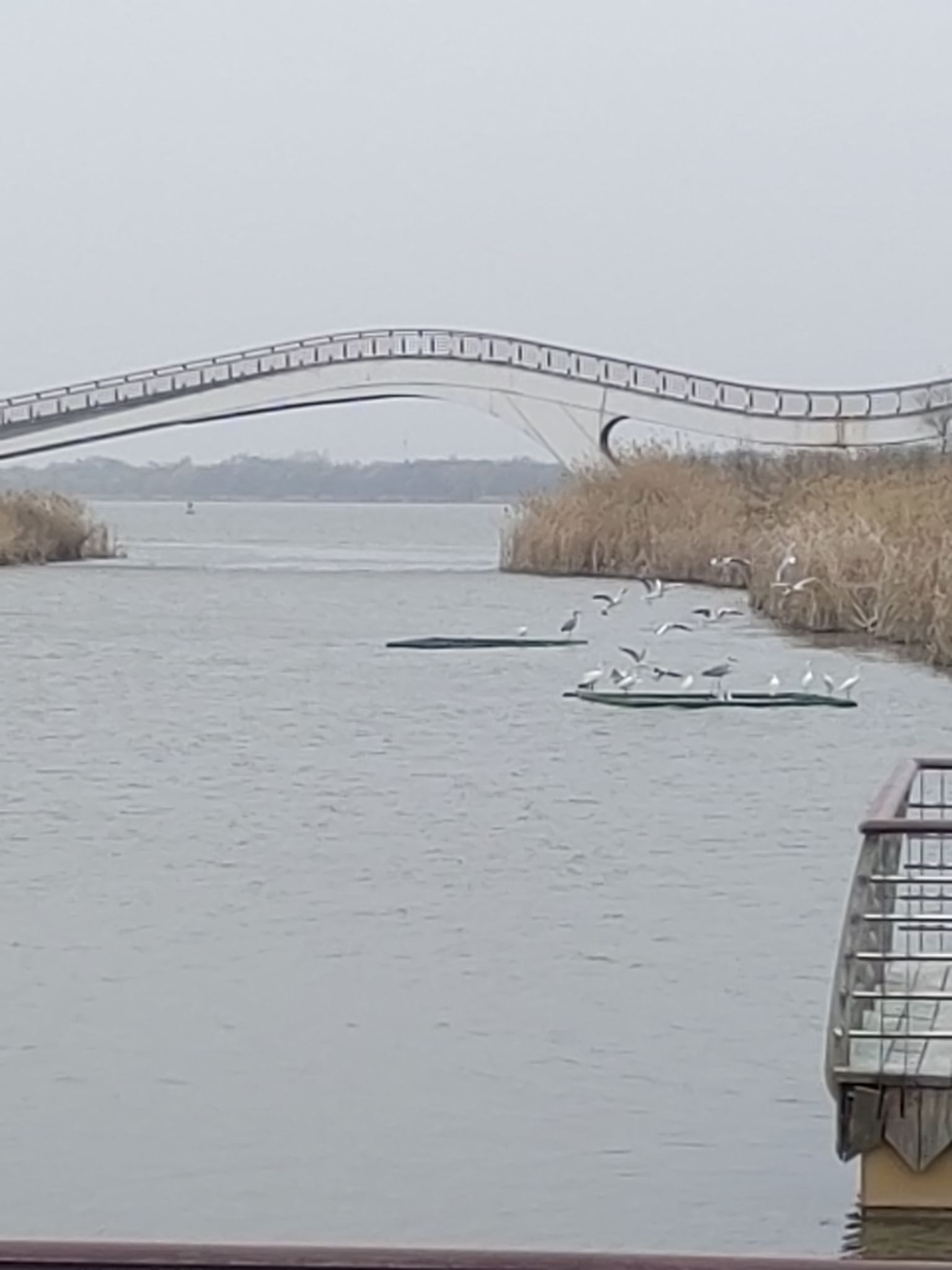 衡水湖旅游景区旅行图片 3