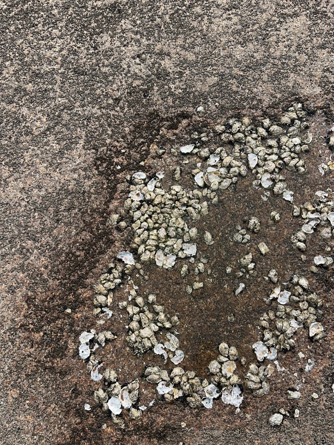 燕岛山公园旅行图片