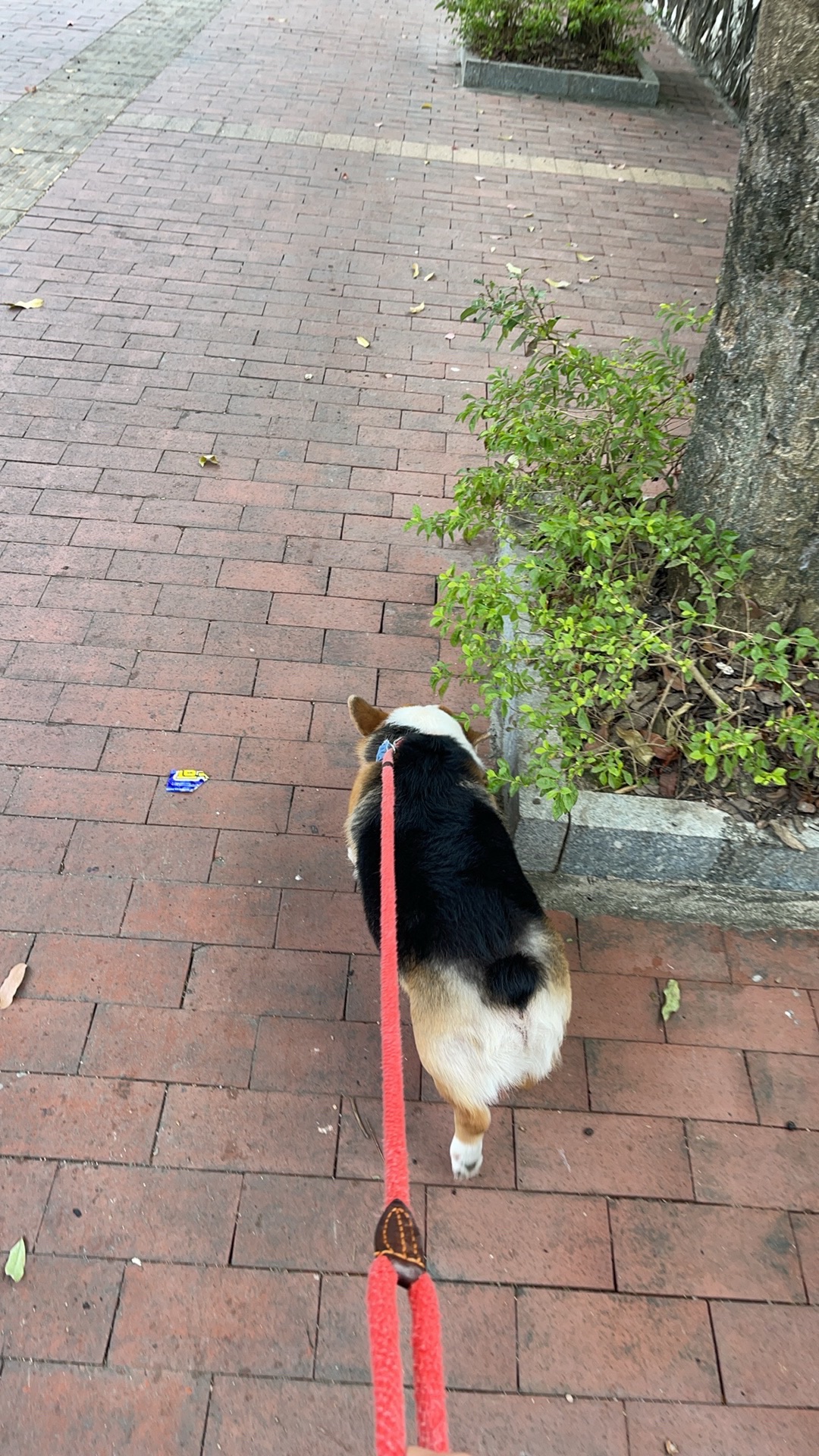 马田公园旅行图片 3