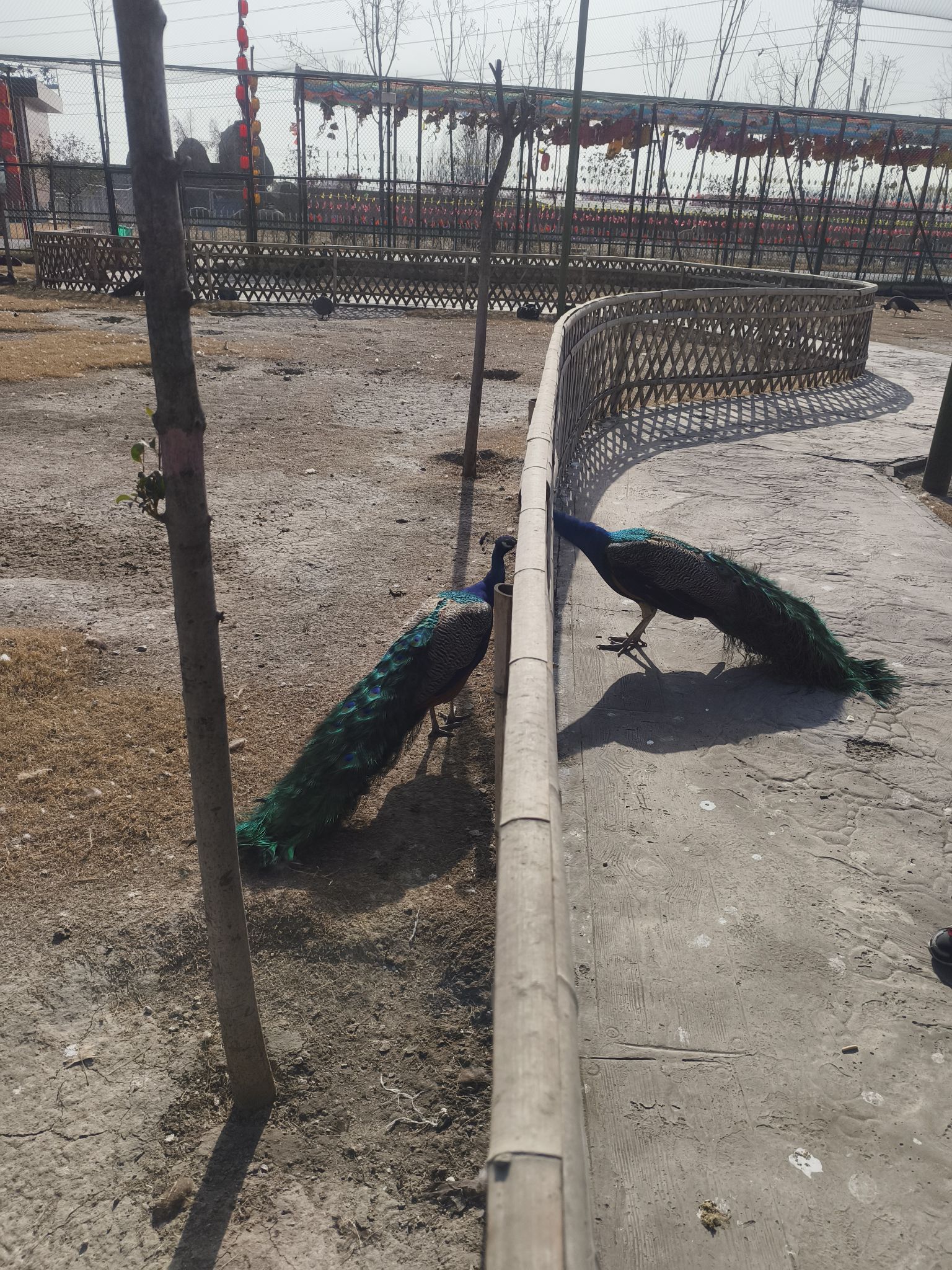 沁阳和生森林动物乐园旅行图片 3