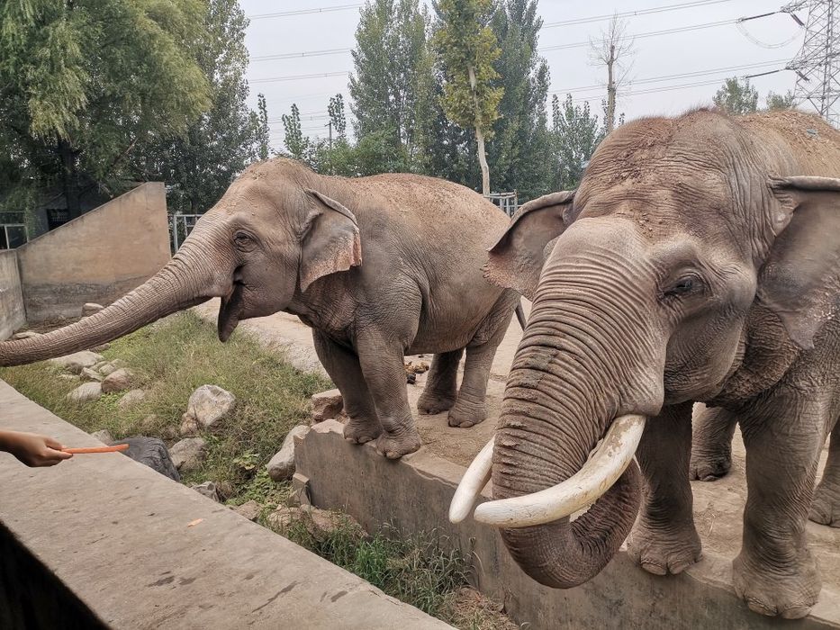 沁阳和生森林动物乐园旅行图片 2
