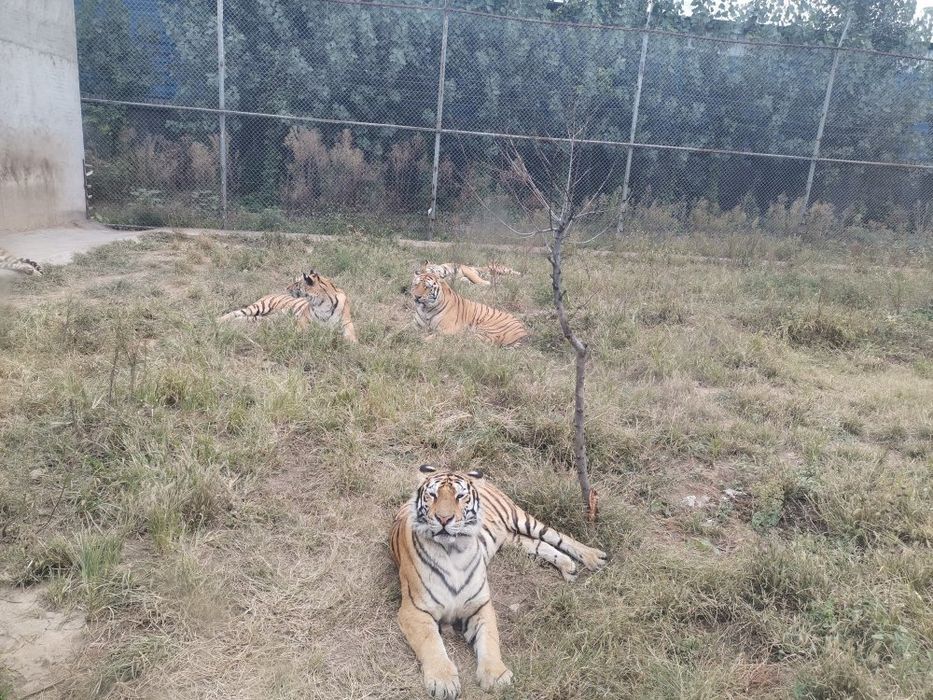 沁阳和生森林动物乐园旅行图片 1