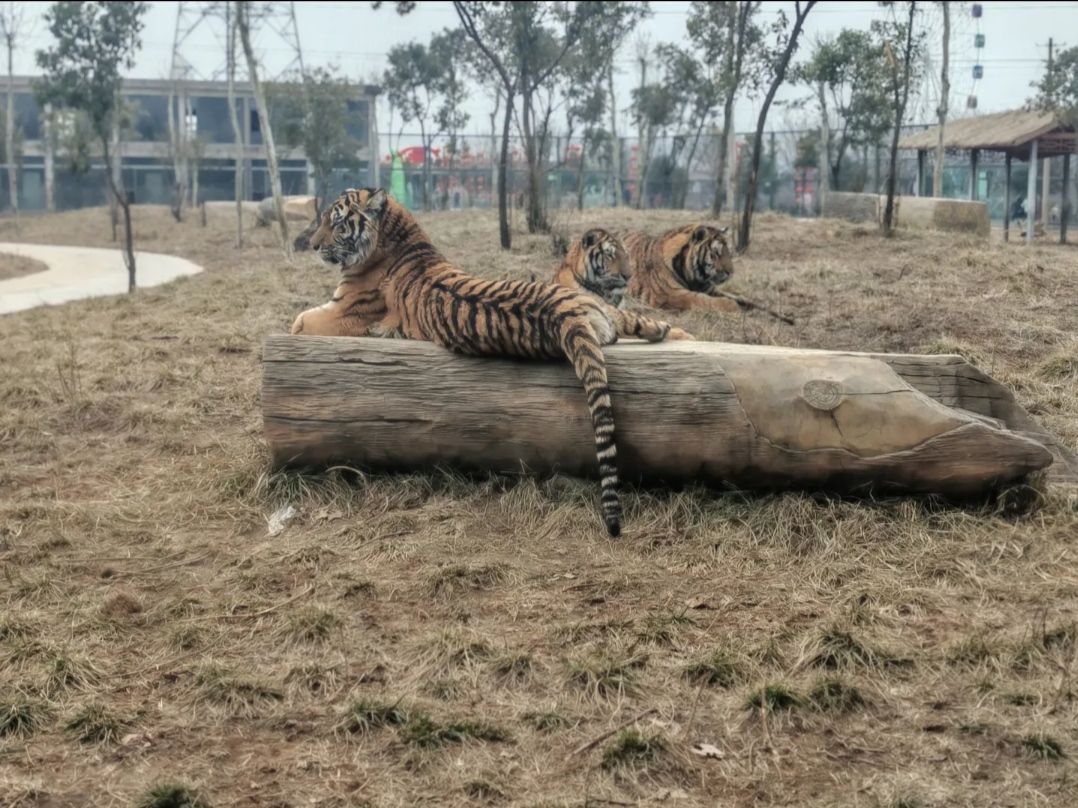 沁阳和生森林动物乐园旅行图片 3