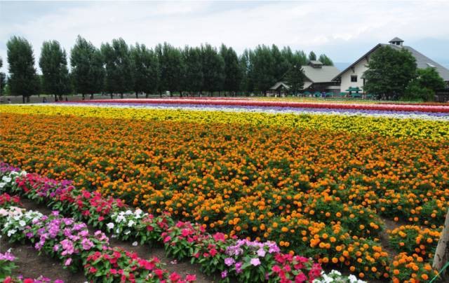 金蛤花海(暂停开放)旅行图片 2