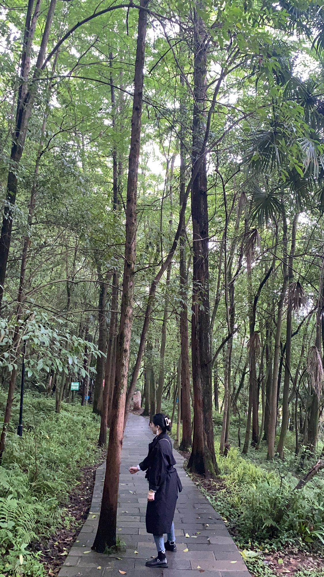 凤鸣山公园旅行图片 3