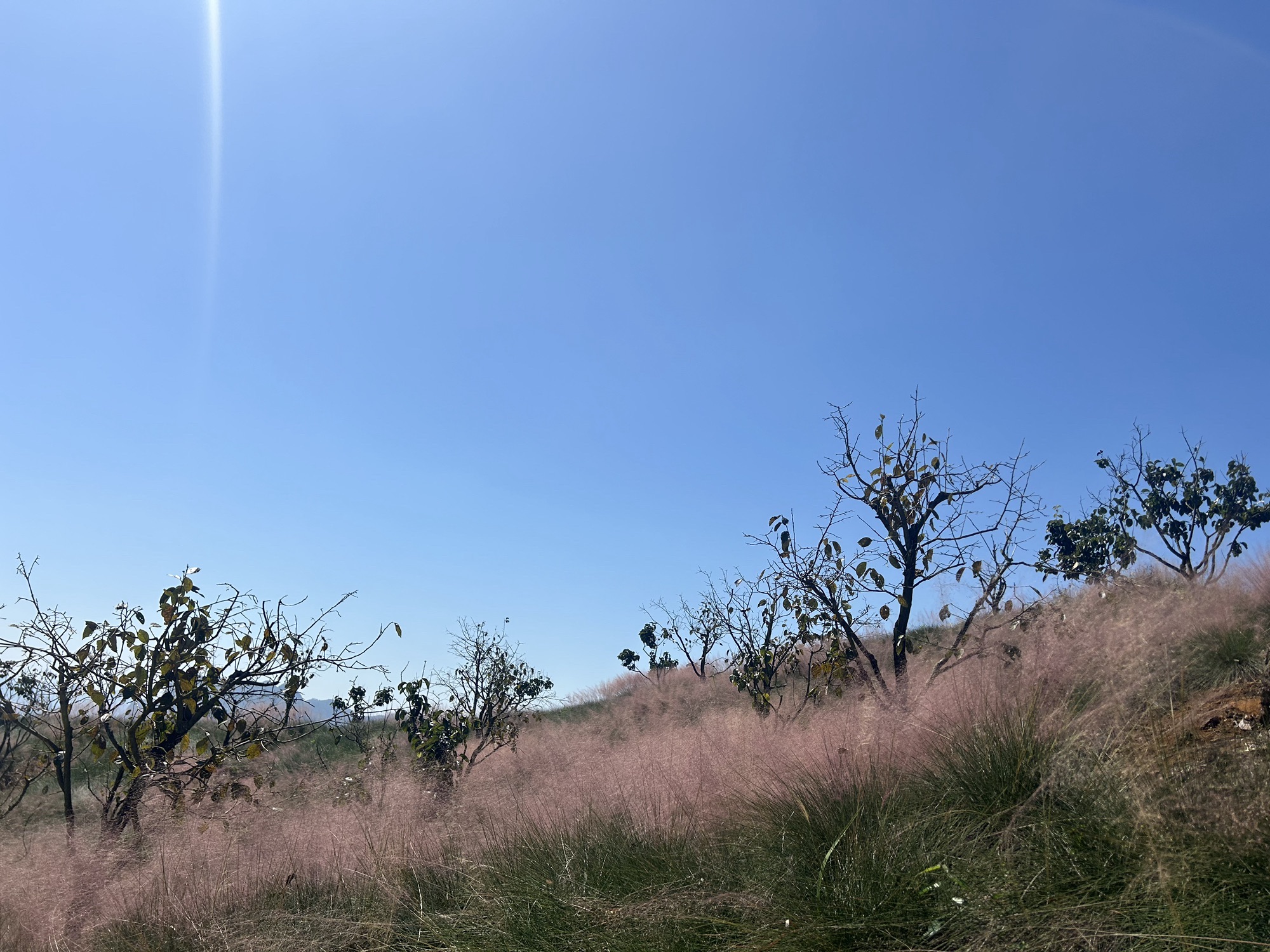 笼箱盖枫杏景区旅行图片 2