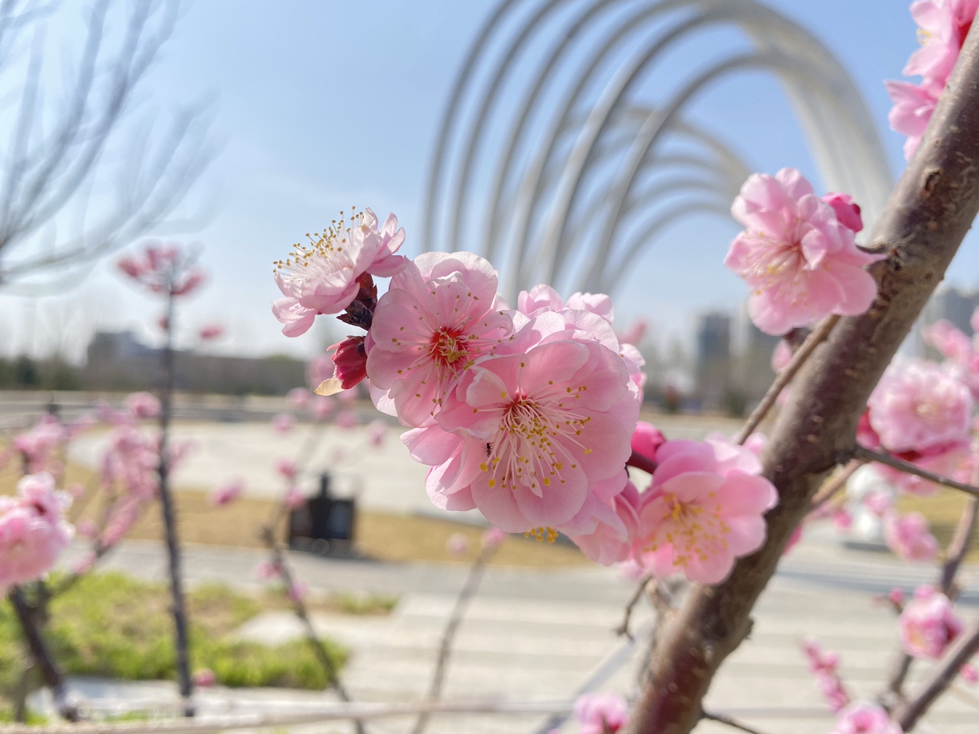 三河市文化公园旅行图片 1