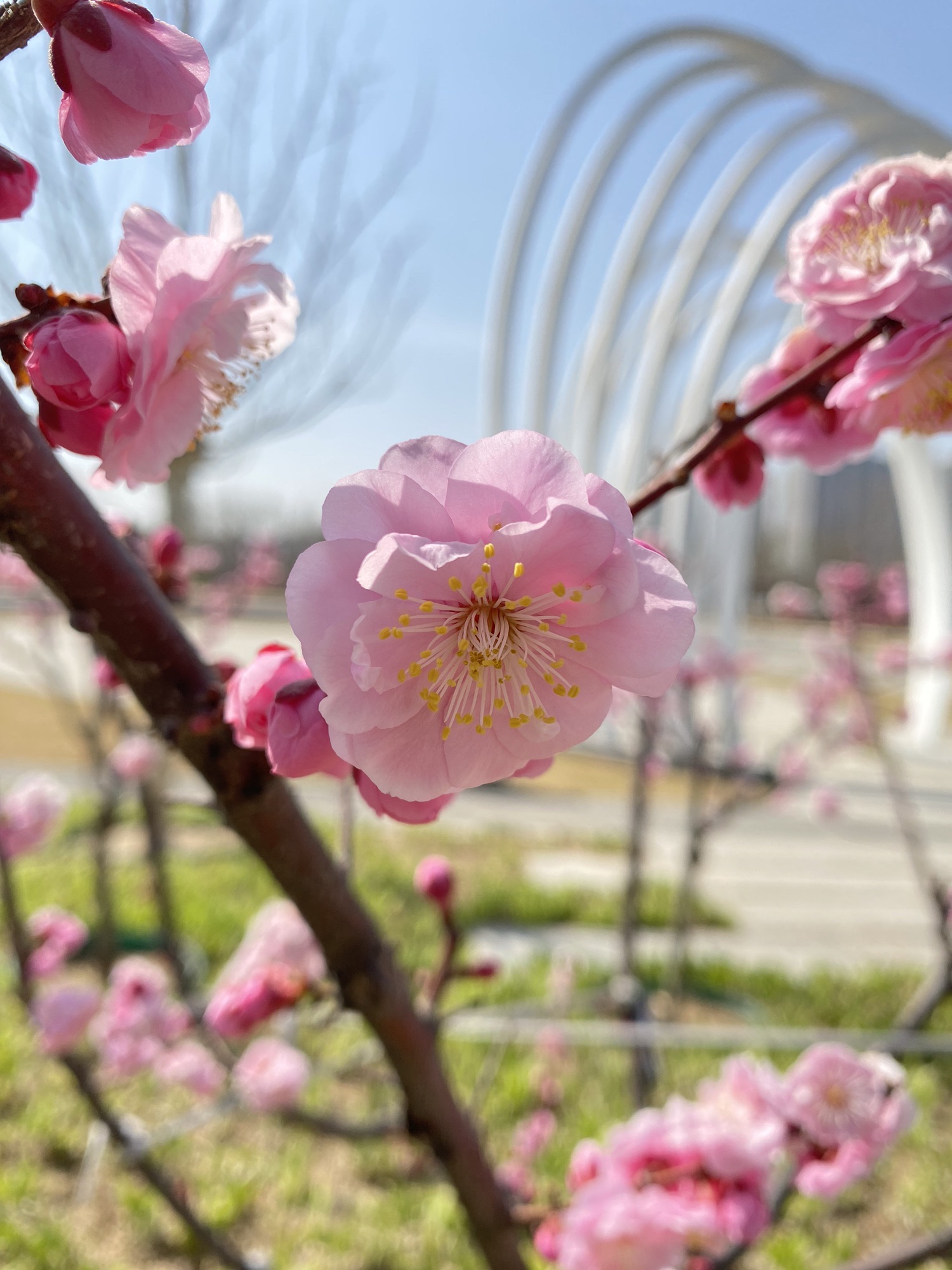 三河市文化公园旅行图片 2