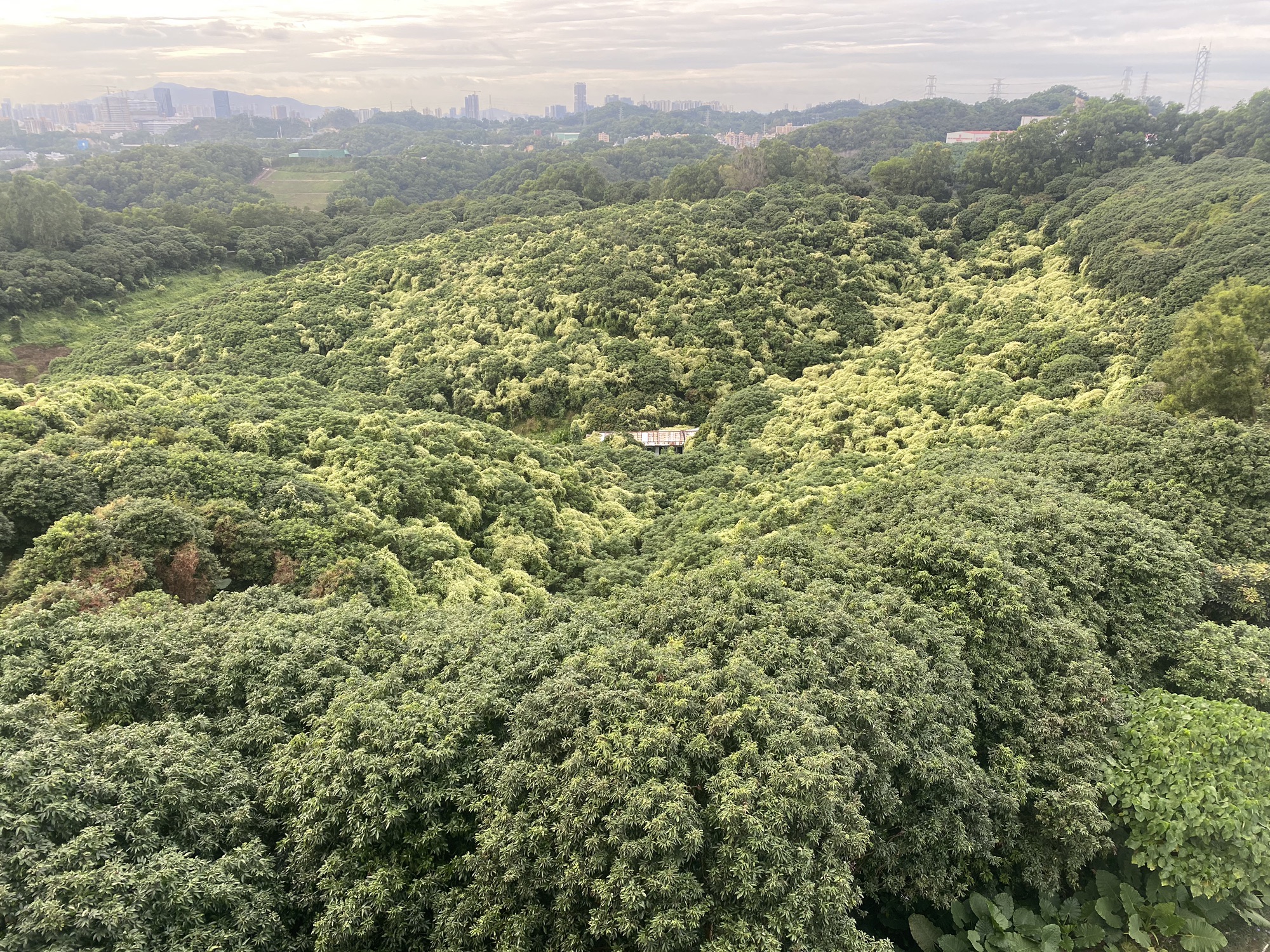 三联郊野公园旅行图片 3